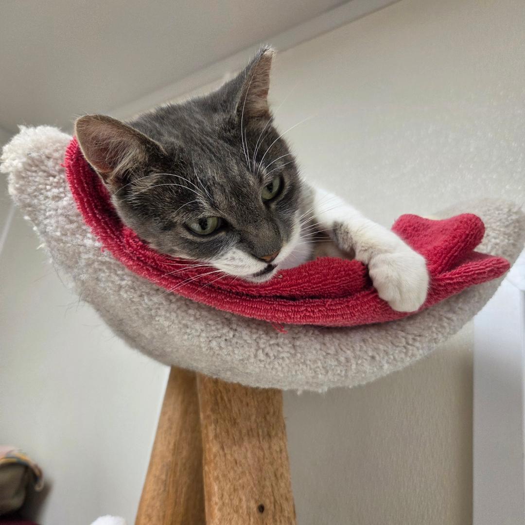 Enlarge CC, a Adoptable Domestic Short Hair in Dillsburg, PA image 2/6