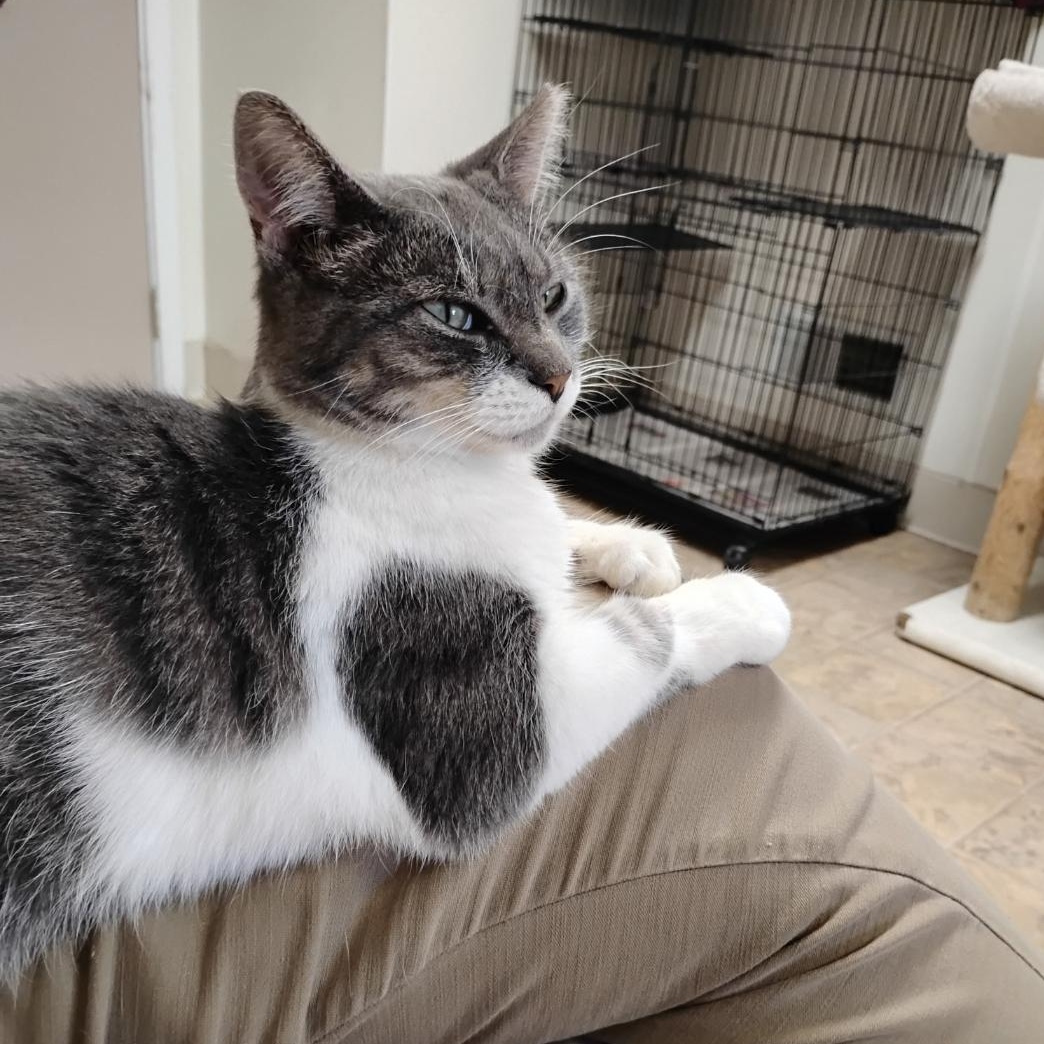 CC, Adoptable, Young Female Domestic Short Hair.