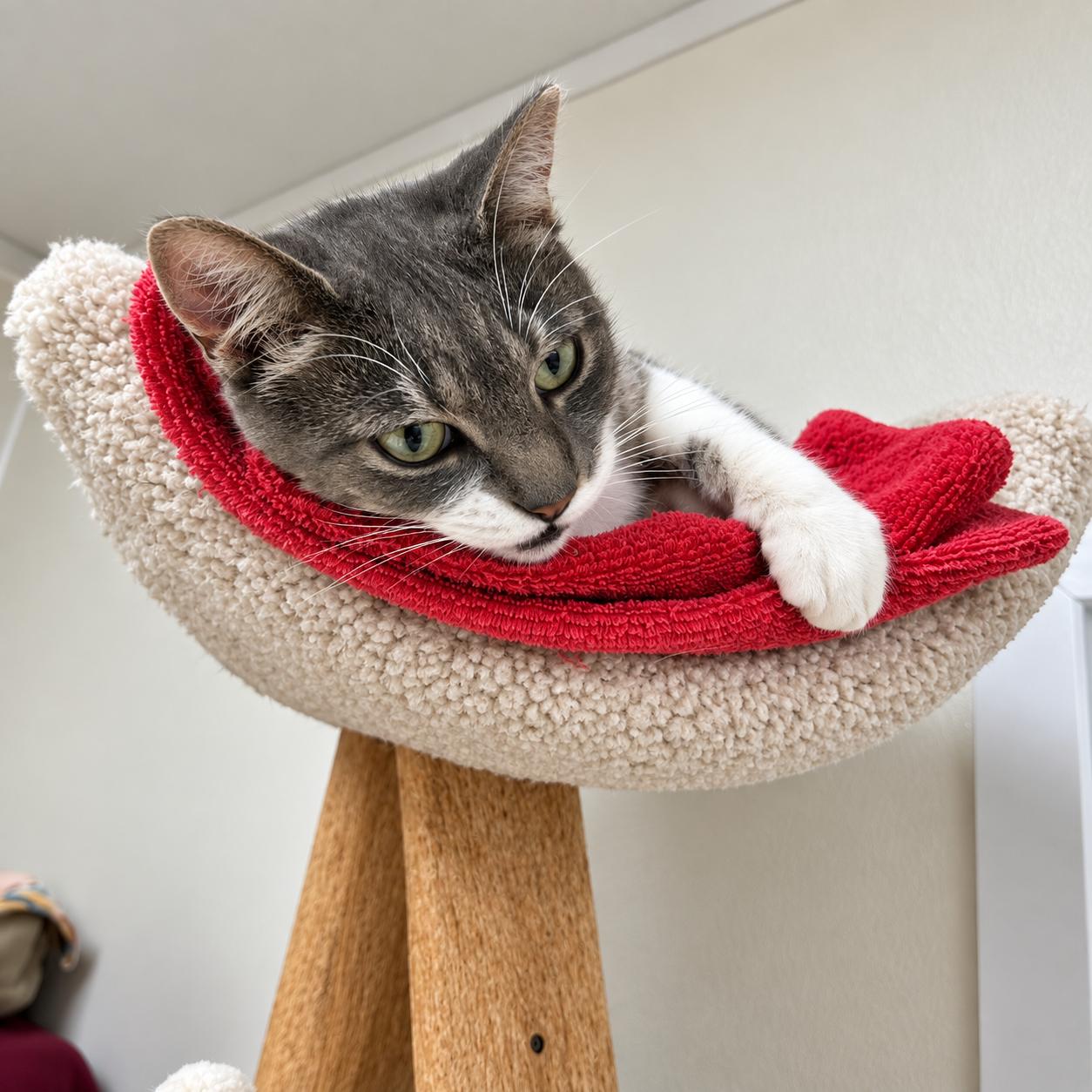 Enlarge CC, a Adoptable Domestic Short Hair in Dillsburg, PA image 1/6