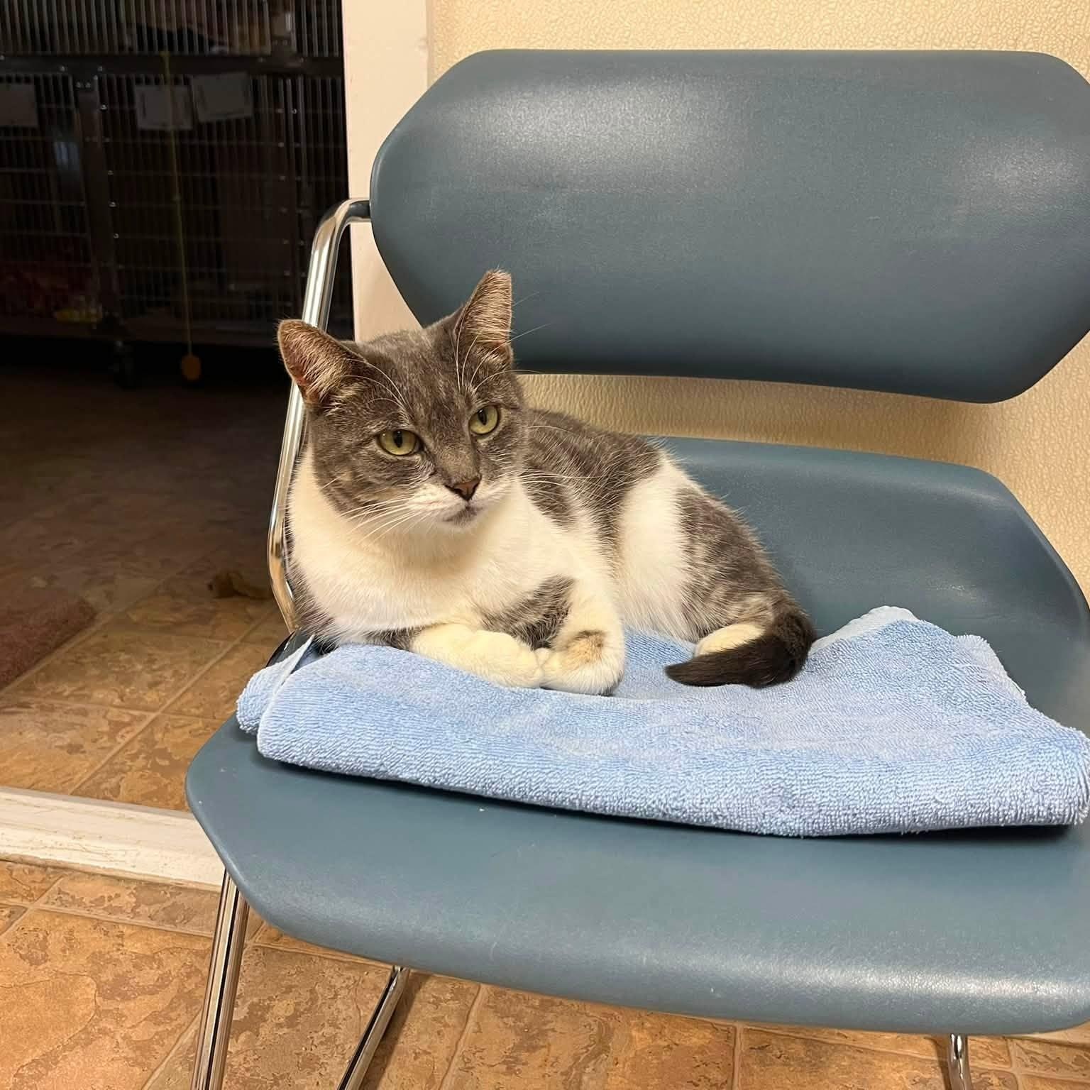 Enlarge CC, a Adoptable Domestic Short Hair in Dillsburg, PA image 6/6