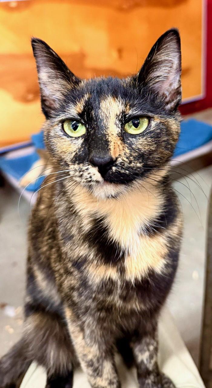 Halo - SEE ME AT PETCO!, Adoptable, Young Female Domestic Short Hair & Tortoiseshell.
