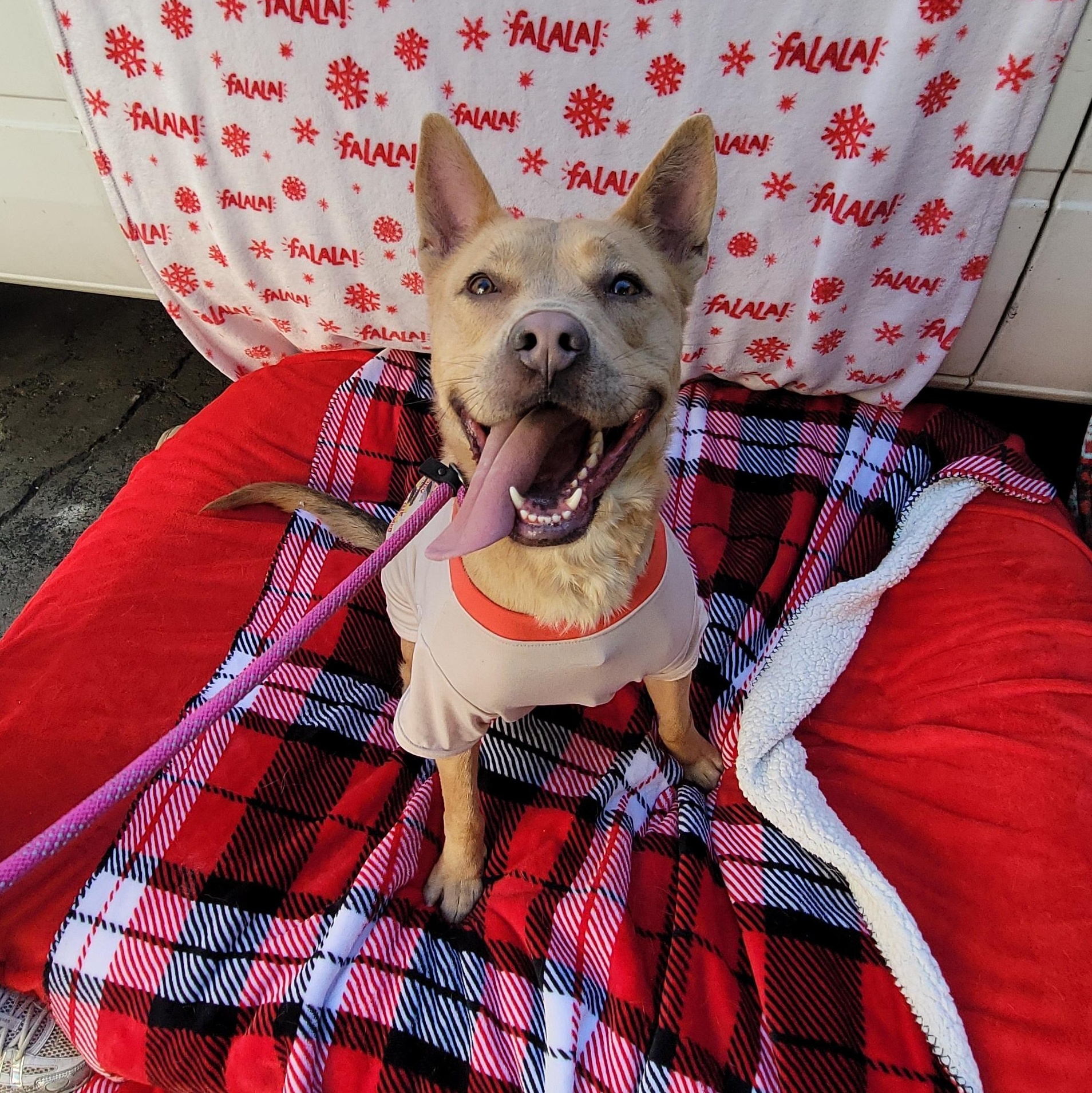 Enlarge Tsu (Nami), a ADOPTABLE mixed breed in rowland heights, CA image 3/6