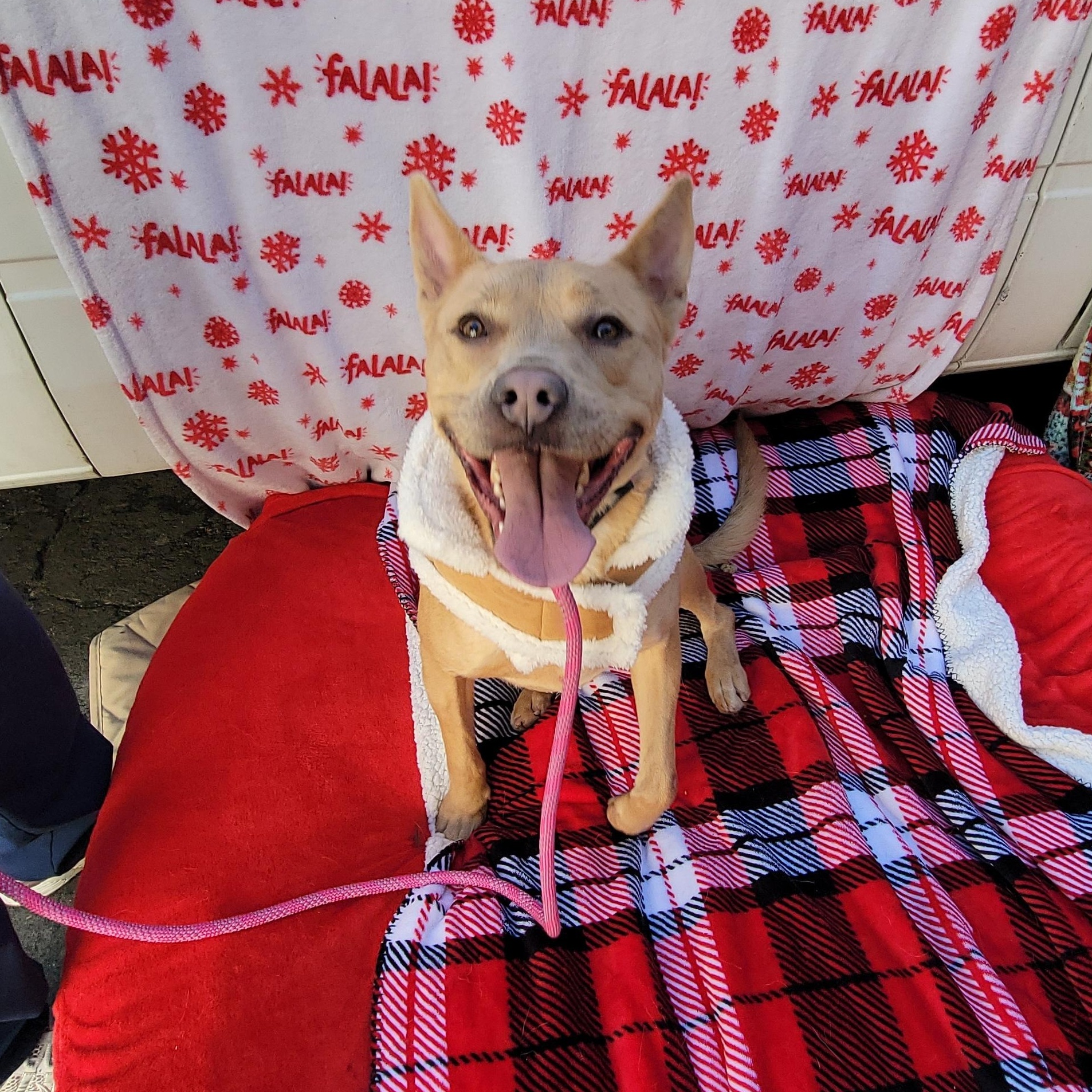 Enlarge Tsu (Nami), a ADOPTABLE mixed breed in rowland heights, CA image 2/6