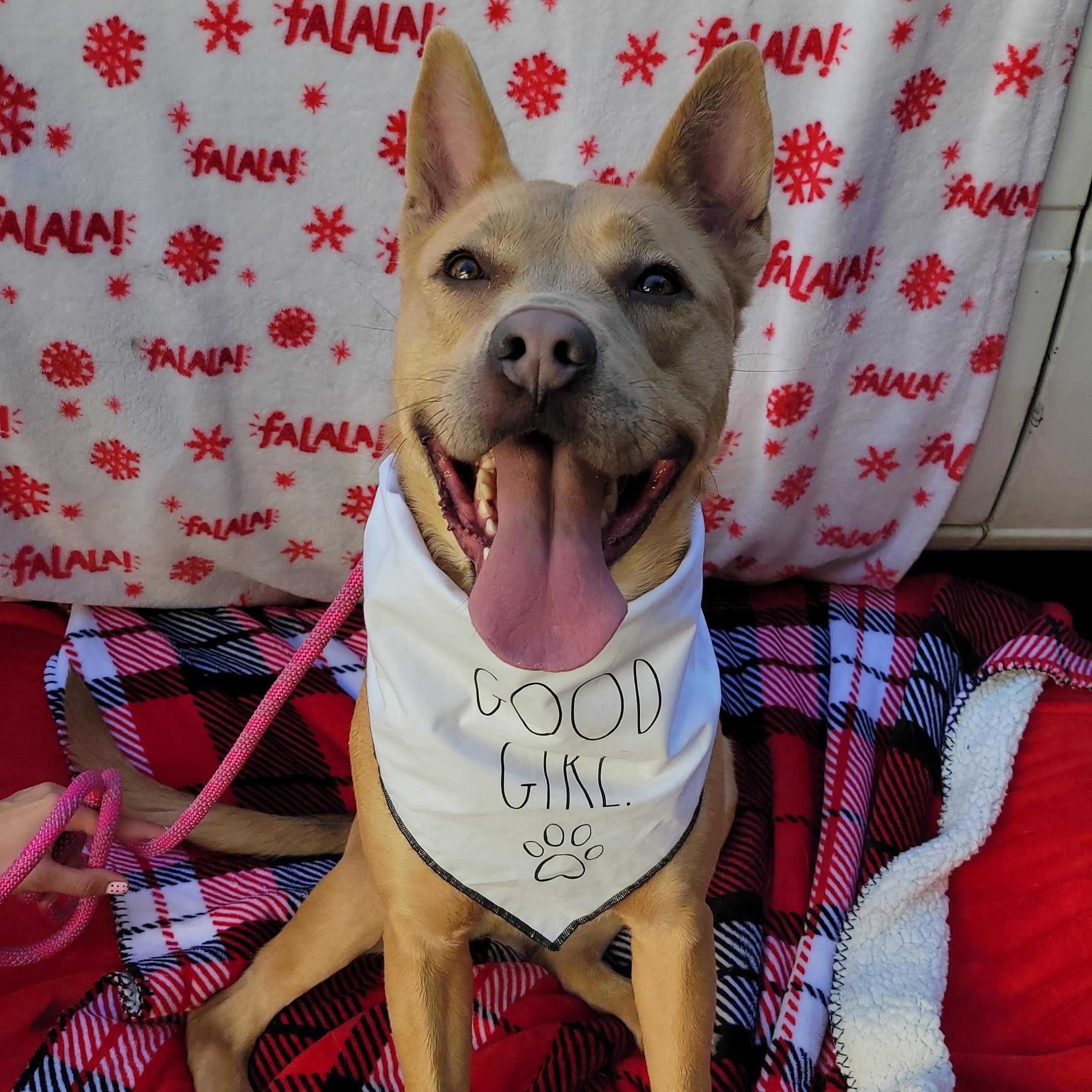 Enlarge Tsu (Nami), a ADOPTABLE mixed breed in rowland heights, CA image 1/6