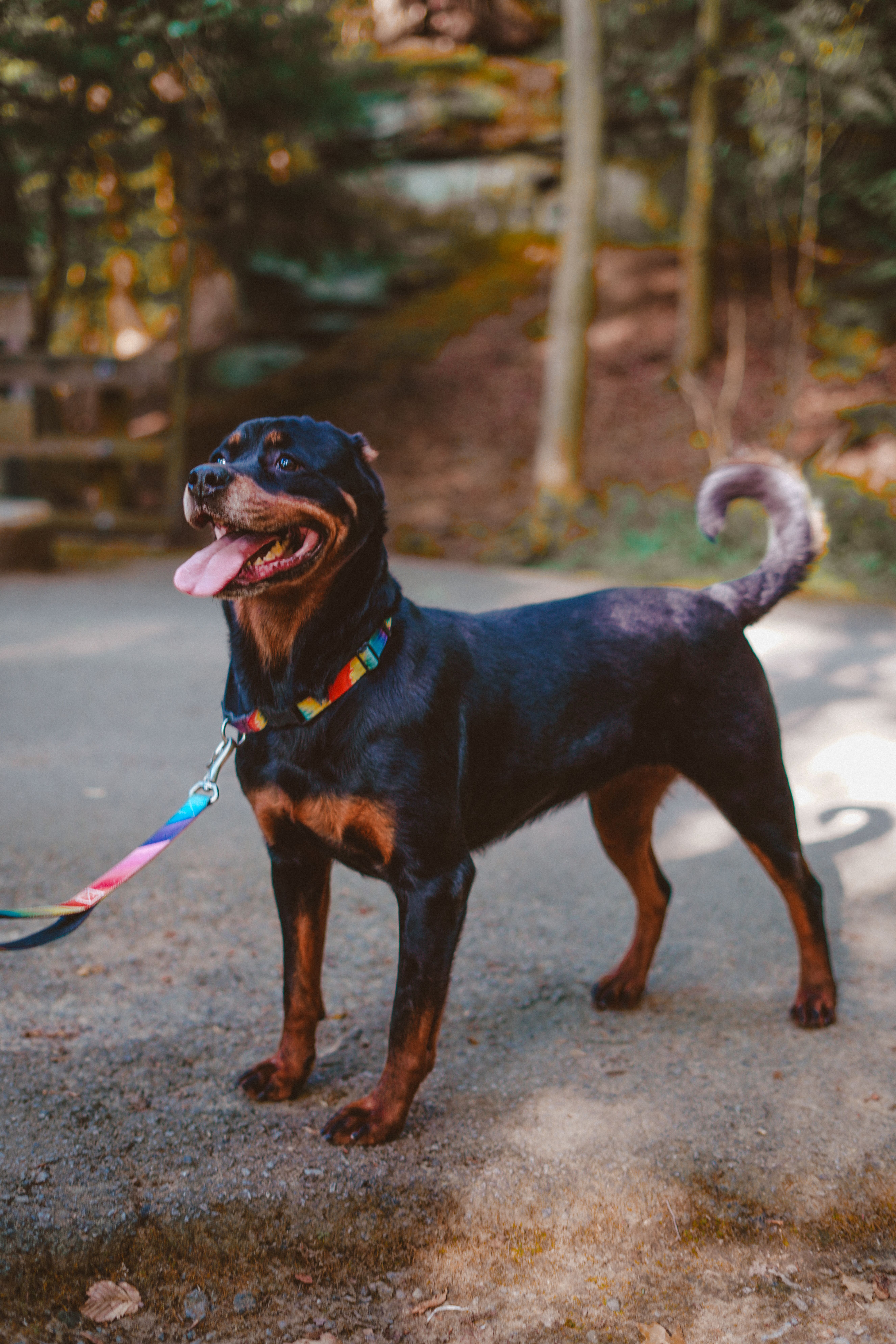 Fani Louise - A Beautiful Soul Ready for Her Safe Place, a Adoptable Rottweiler in Boardman, OH image 1/6