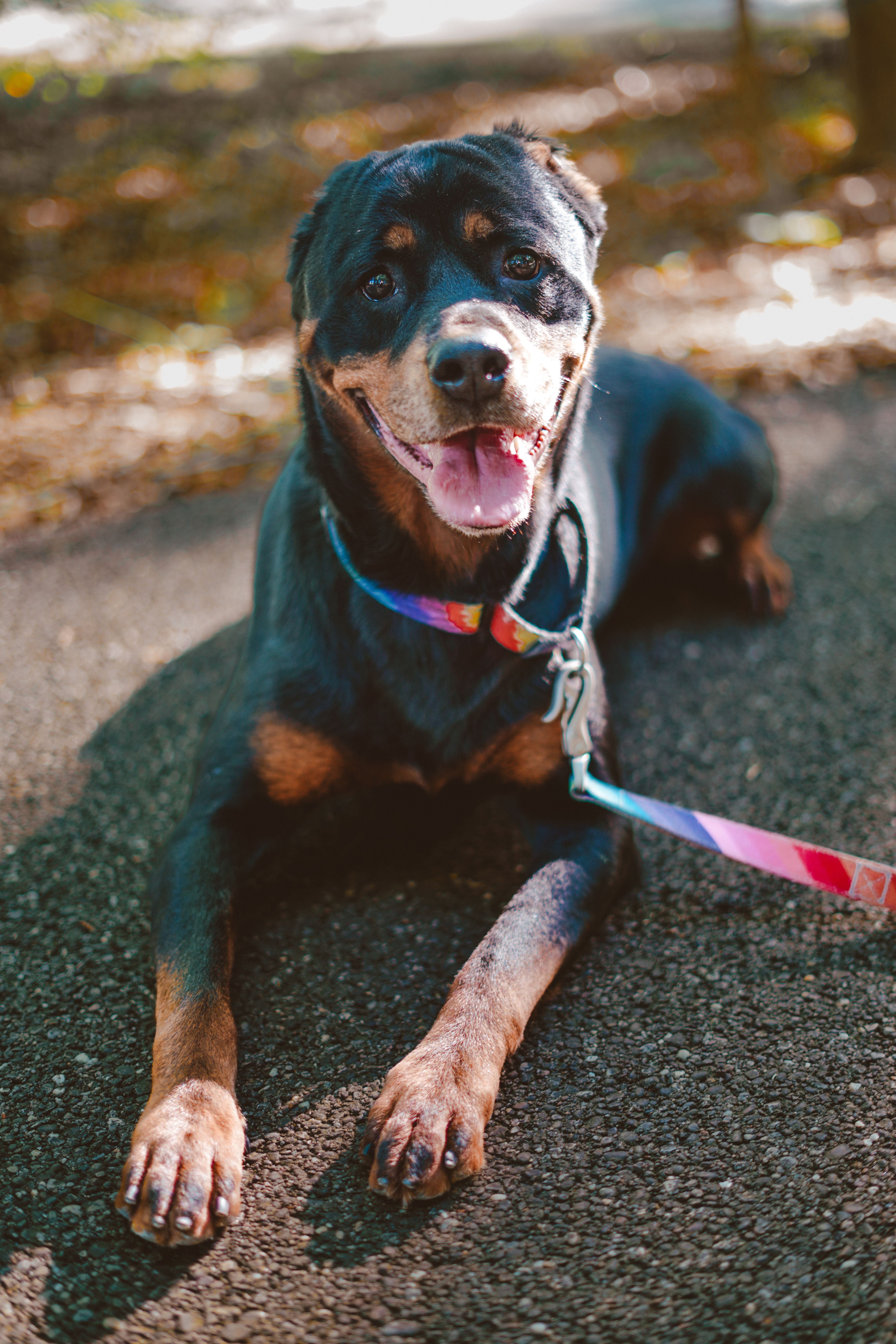 Fani Louise - A Beautiful Soul Ready for Her Safe Place, a Adoptable Rottweiler in Boardman, OH image 2/6