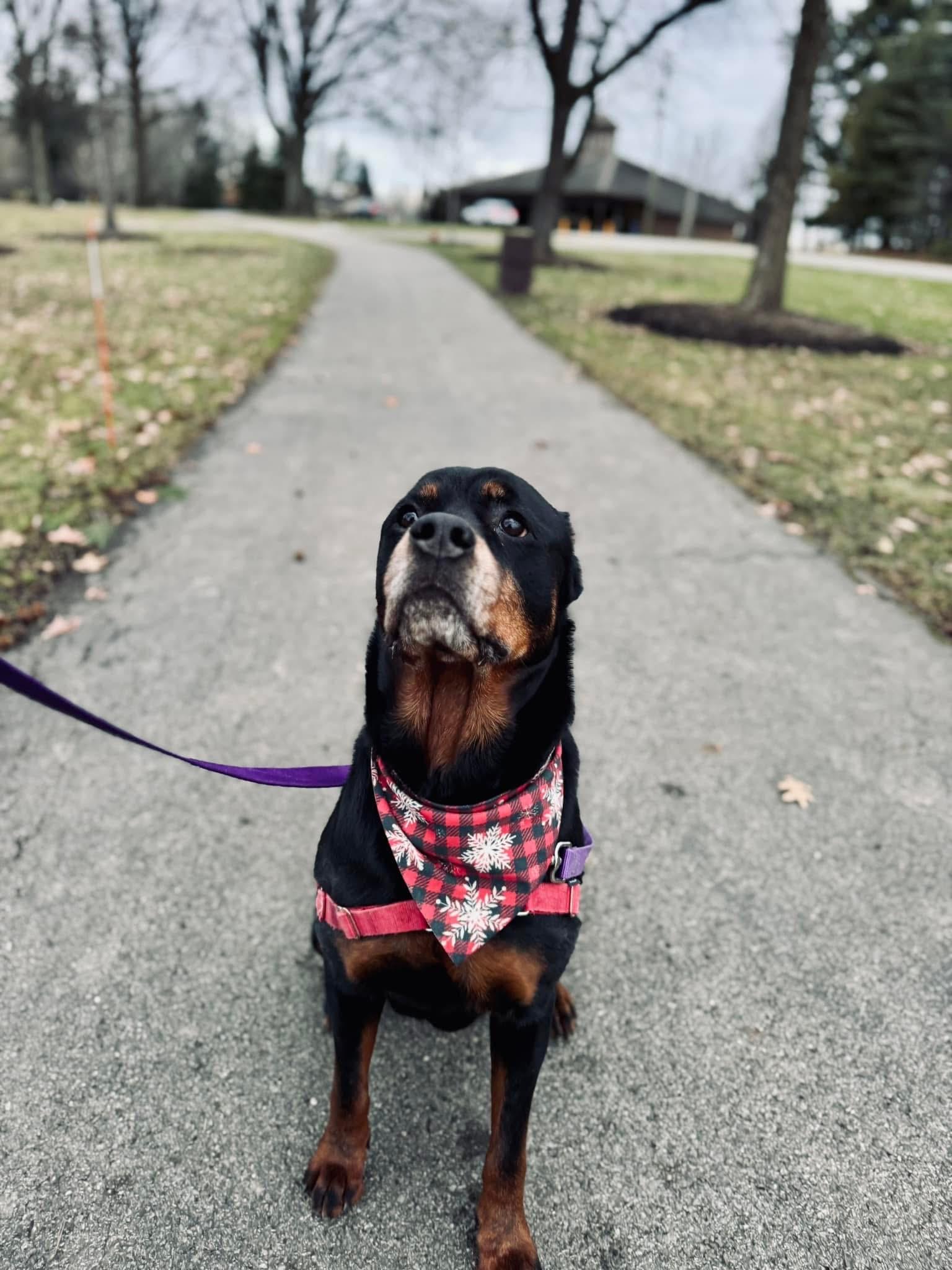 Fani Louise - A Beautiful Soul Ready for Her Safe Place, a Adoptable Rottweiler in Boardman, OH image 3/6