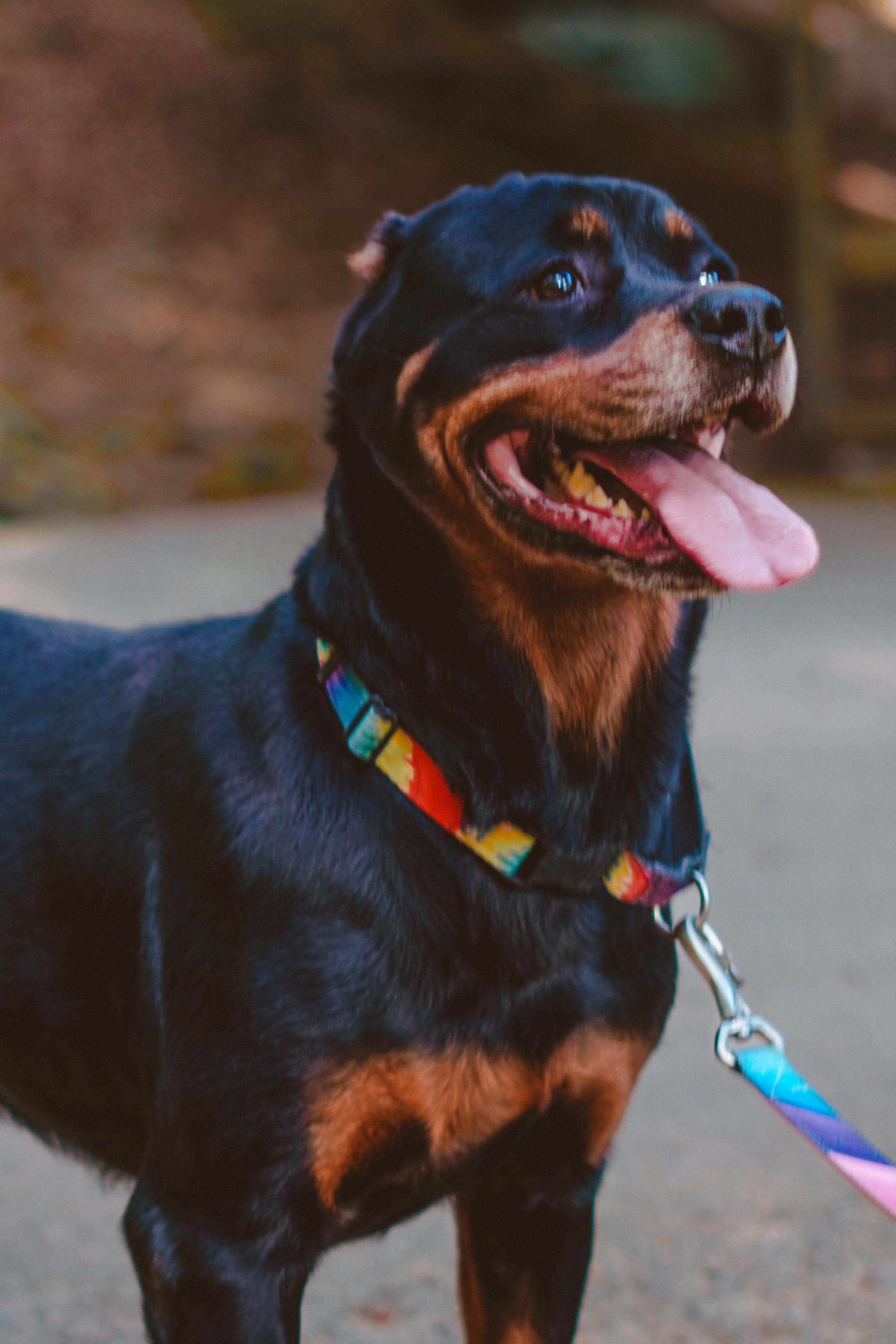 Fani Louise - A Beautiful Soul Ready for Her Safe Place, a Adoptable Rottweiler in Boardman, OH image 5/6