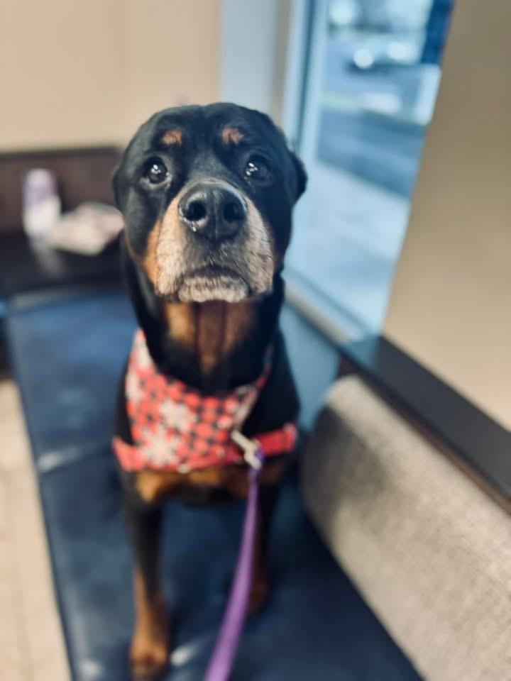 Fani Louise - A Beautiful Soul Ready for Her Safe Place, a Adoptable Rottweiler in Boardman, OH image 6/6