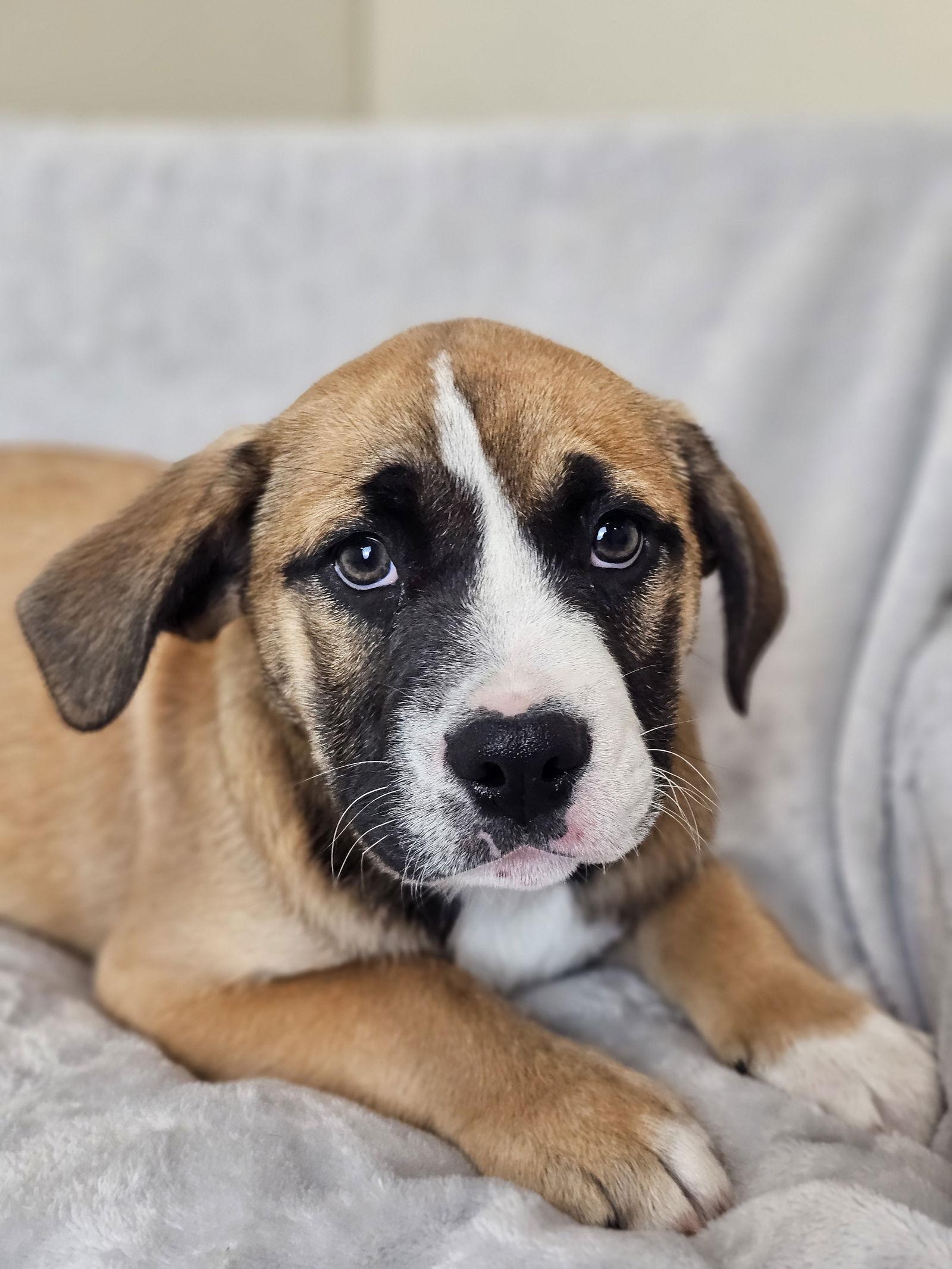 Enlarge Marsha, a Adoptable mixed breed in McKinney, TX image 1/3