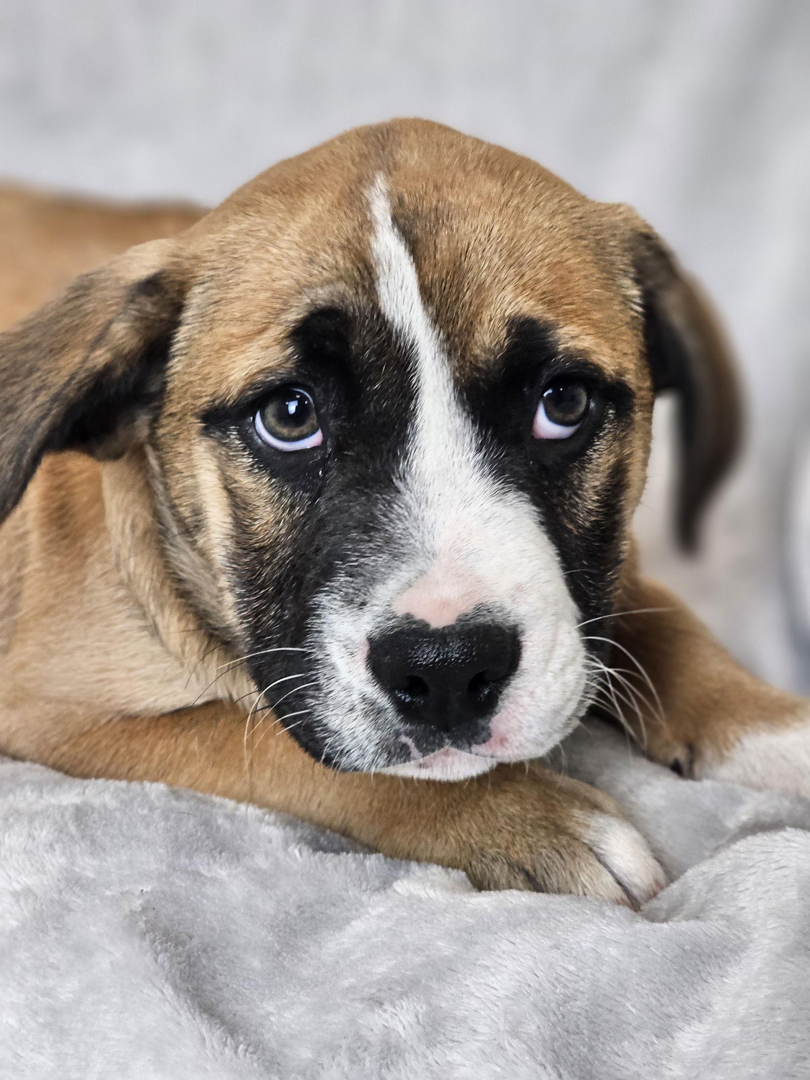 Enlarge Marsha, a Adoptable mixed breed in McKinney, TX image 2/3