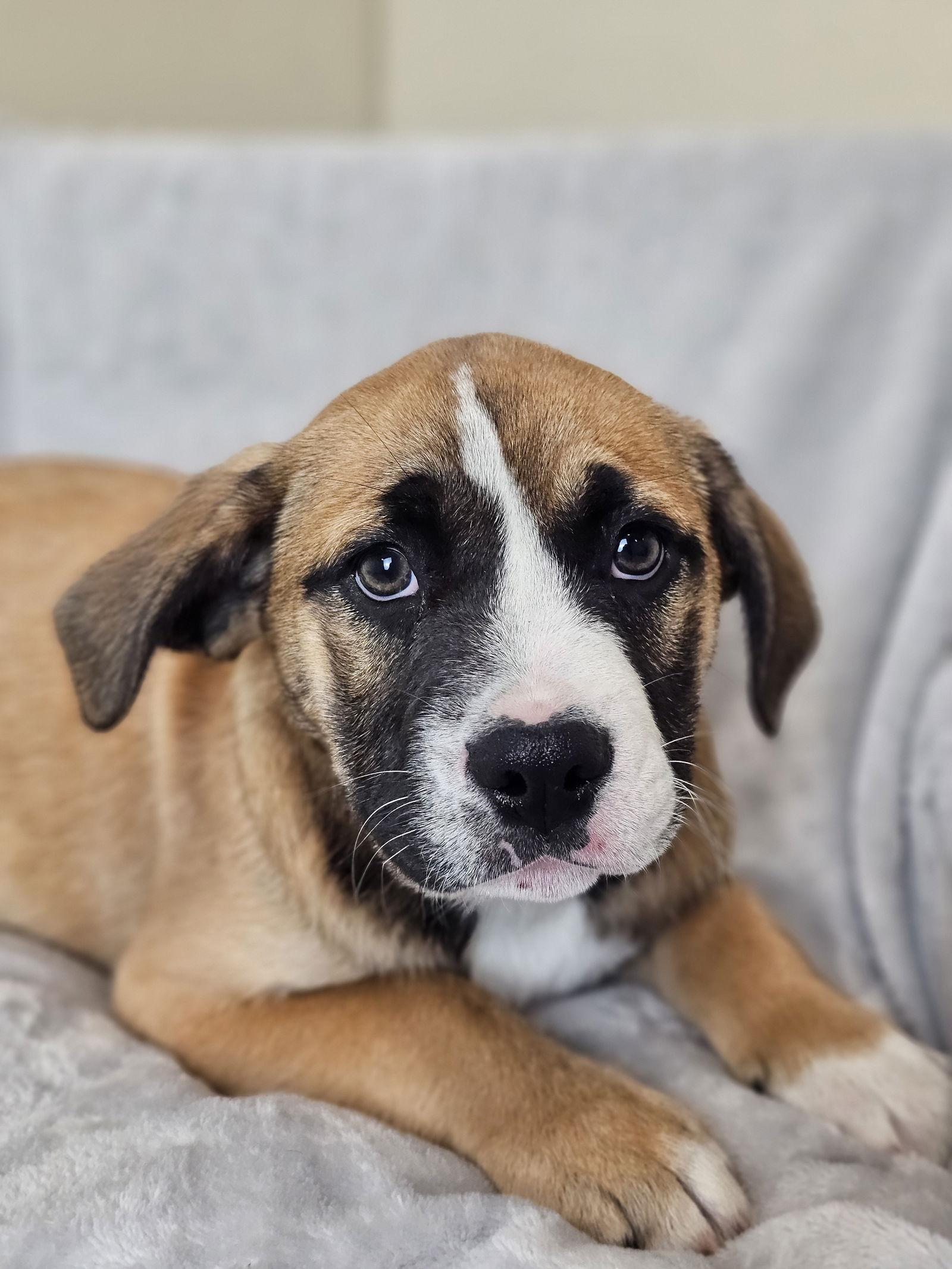 Enlarge Marsha, a Adoptable mixed breed in McKinney, TX image 3/3