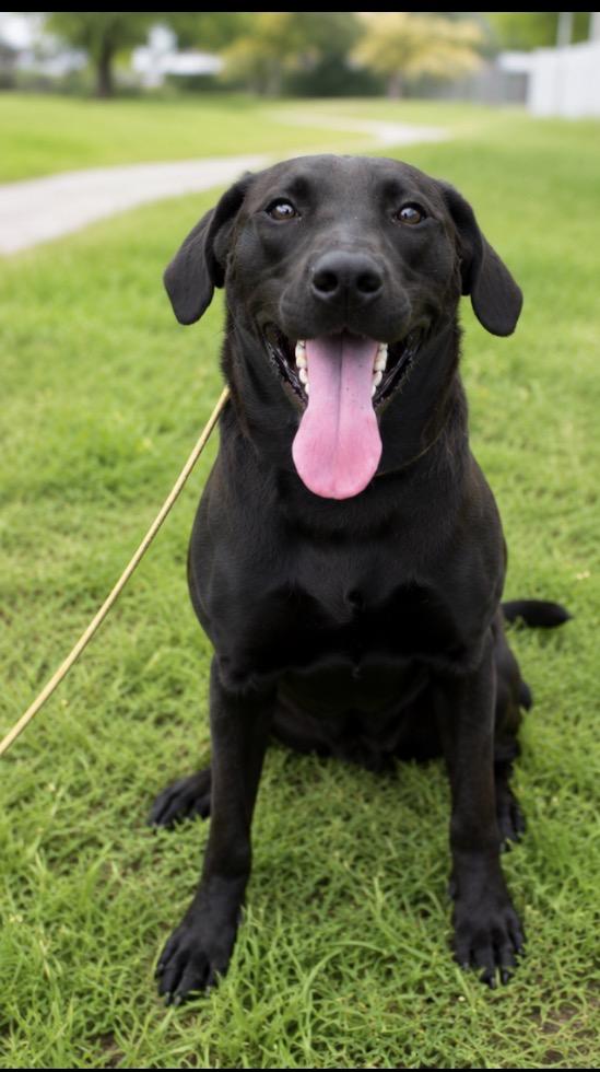 Enlarge Coco, a Adoptable mixed breed in New Haven, CT image 2/3