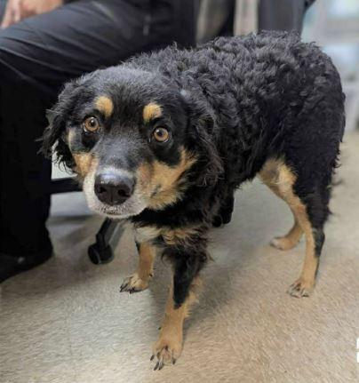 Enlarge Beth NY, a Adoptable Australian Shepherd in Auburn, ME image 1/5