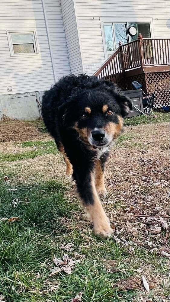 Enlarge Beth NY, a Adoptable Australian Shepherd in Auburn, ME image 2/5