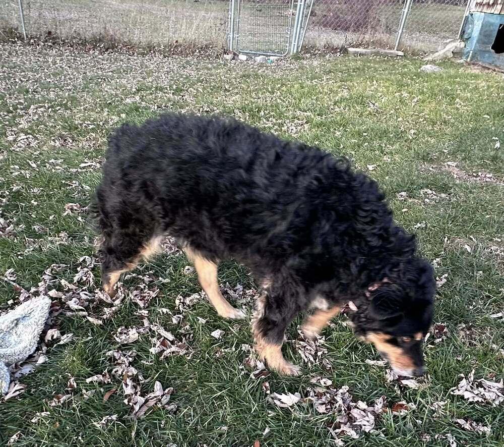 Enlarge Beth NY, a Adoptable Australian Shepherd in Auburn, ME image 3/5