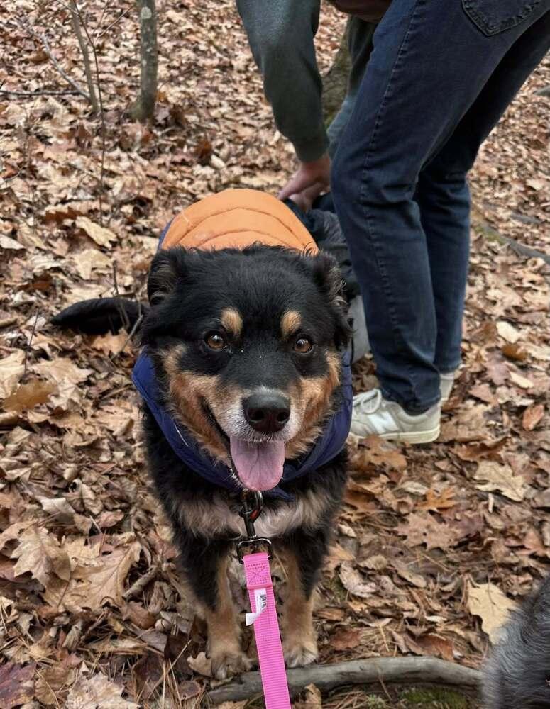 Enlarge Beth NY, a Adoptable Australian Shepherd in Auburn, ME image 4/5