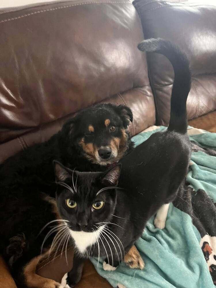 Enlarge Beth NY, a Adoptable Australian Shepherd in Auburn, ME image 5/5