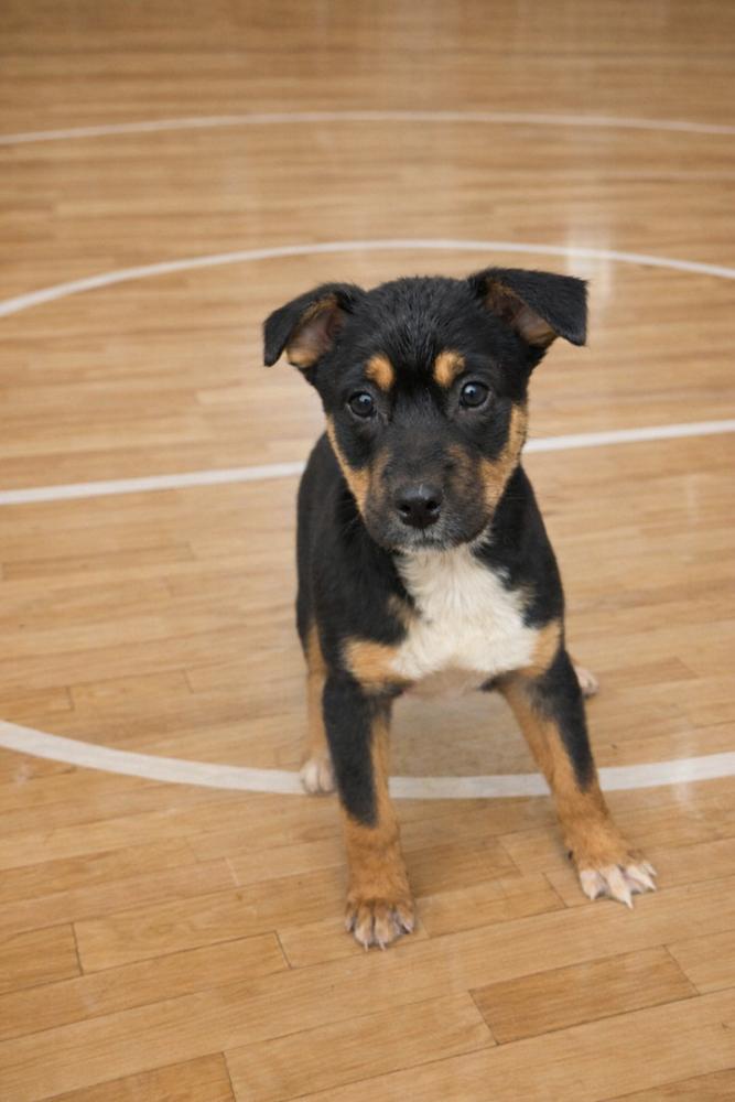 Swish, Adoptable, Puppy Male Mixed Breed.
