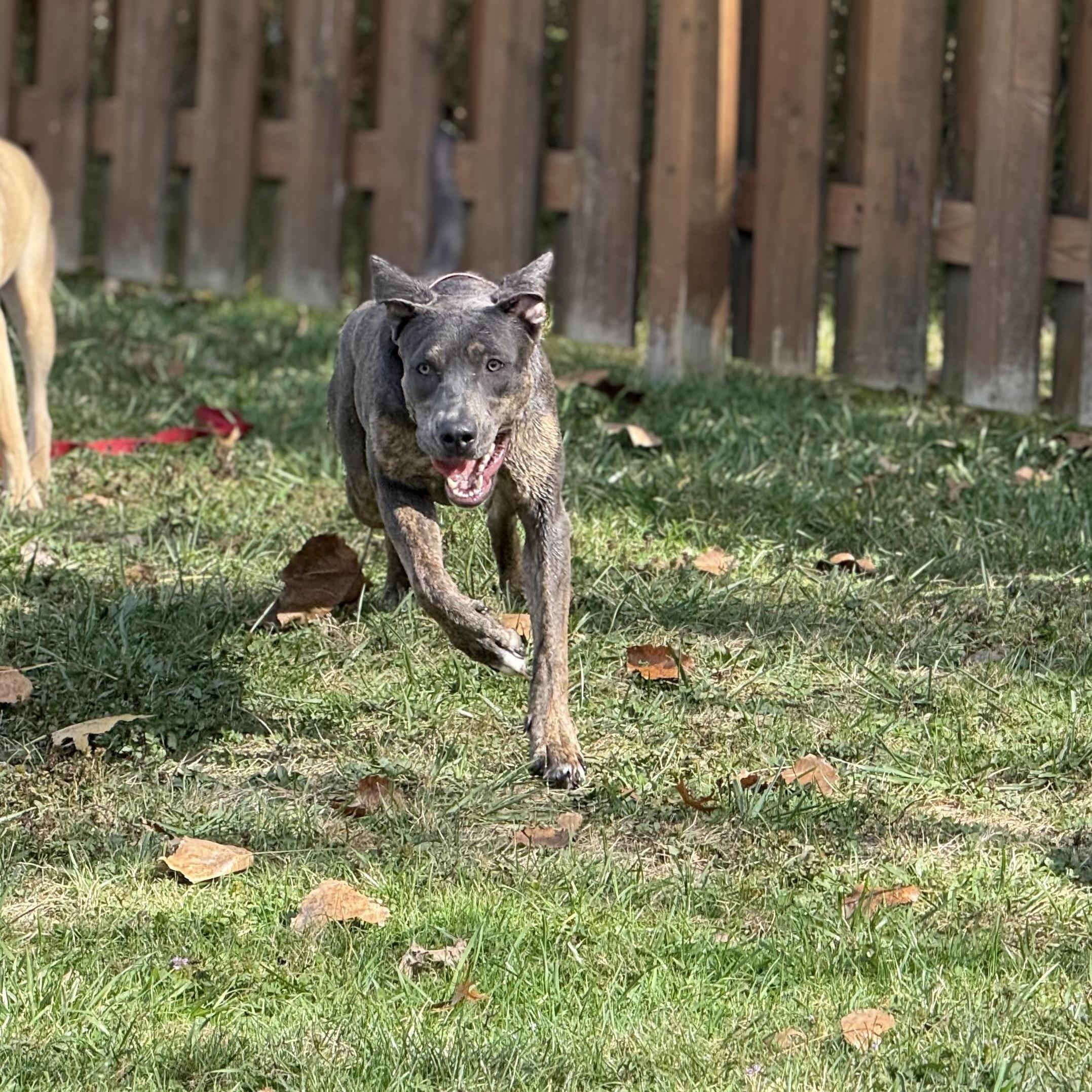 Piper, a ADOPTABLE mixed breed in Cleveland, OH image 4/6