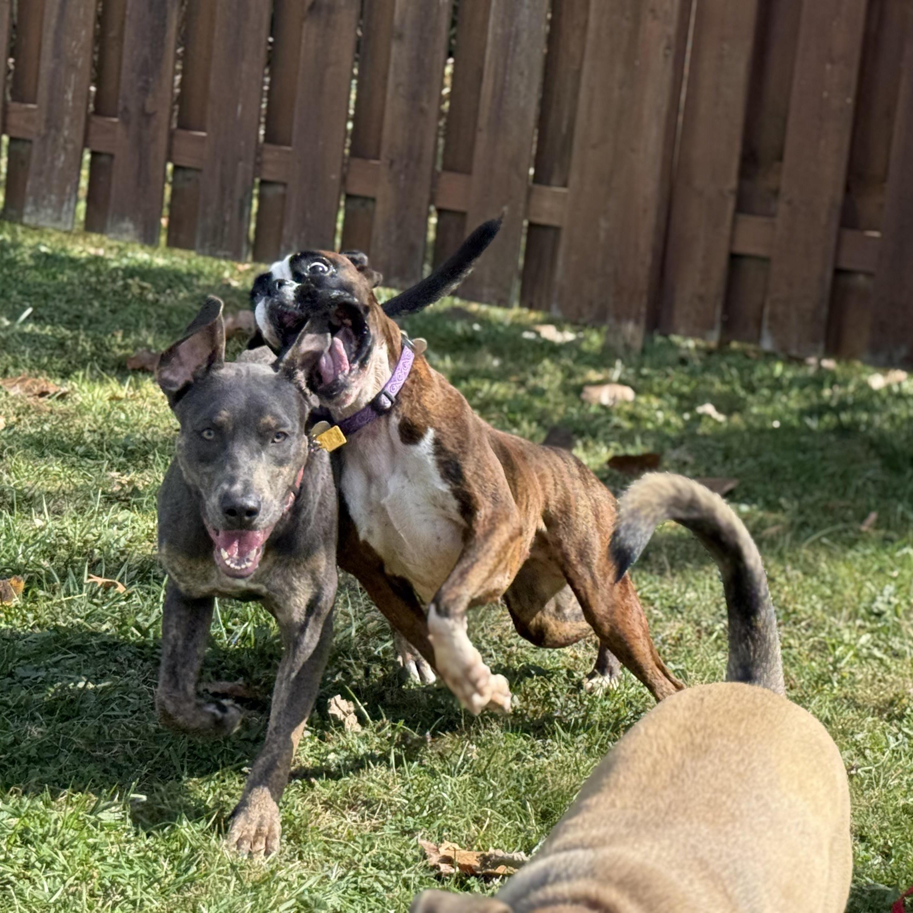 Piper, a ADOPTABLE mixed breed in Cleveland, OH image 2/6