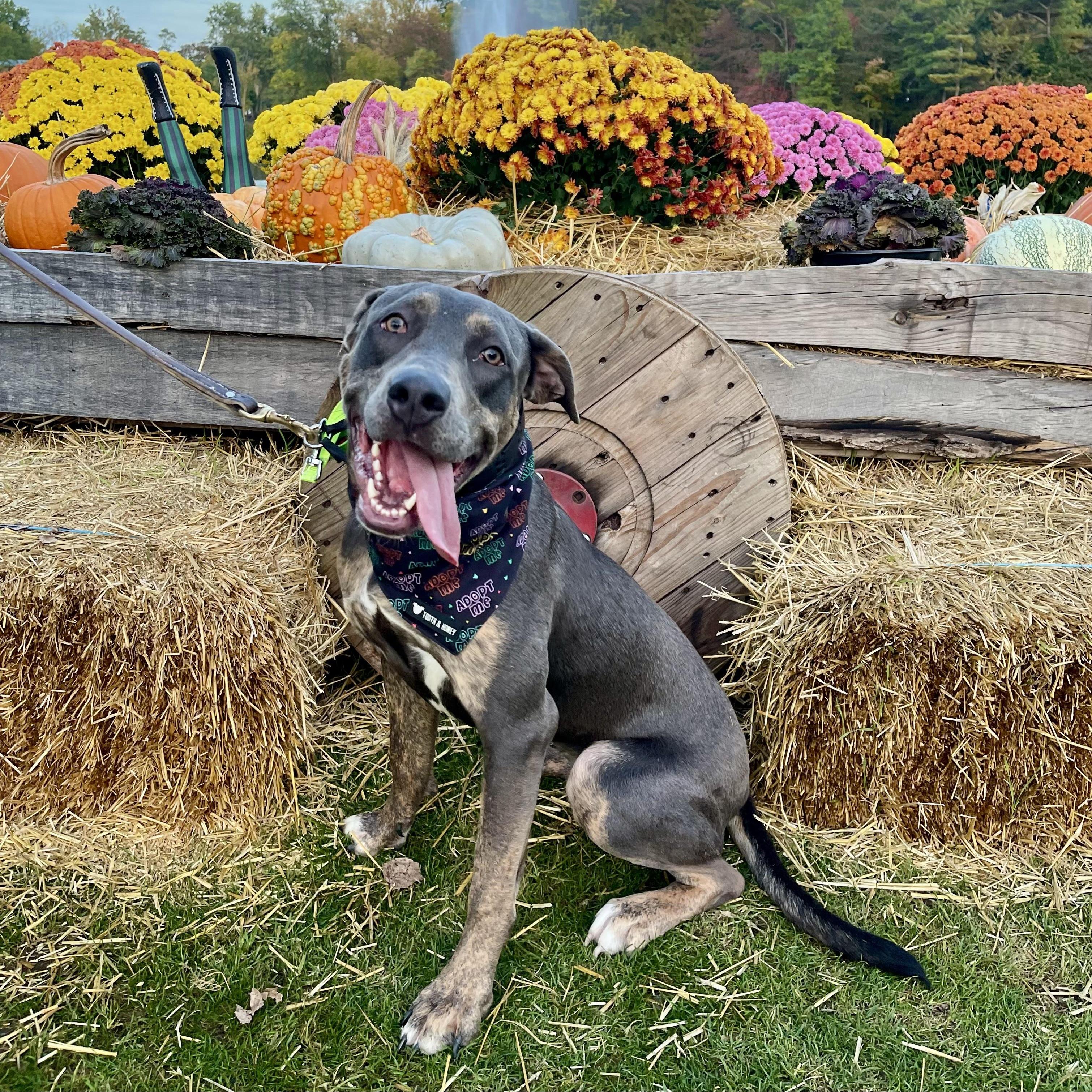 Piper, ADOPTABLE, Young Female American Bully & Mastiff.