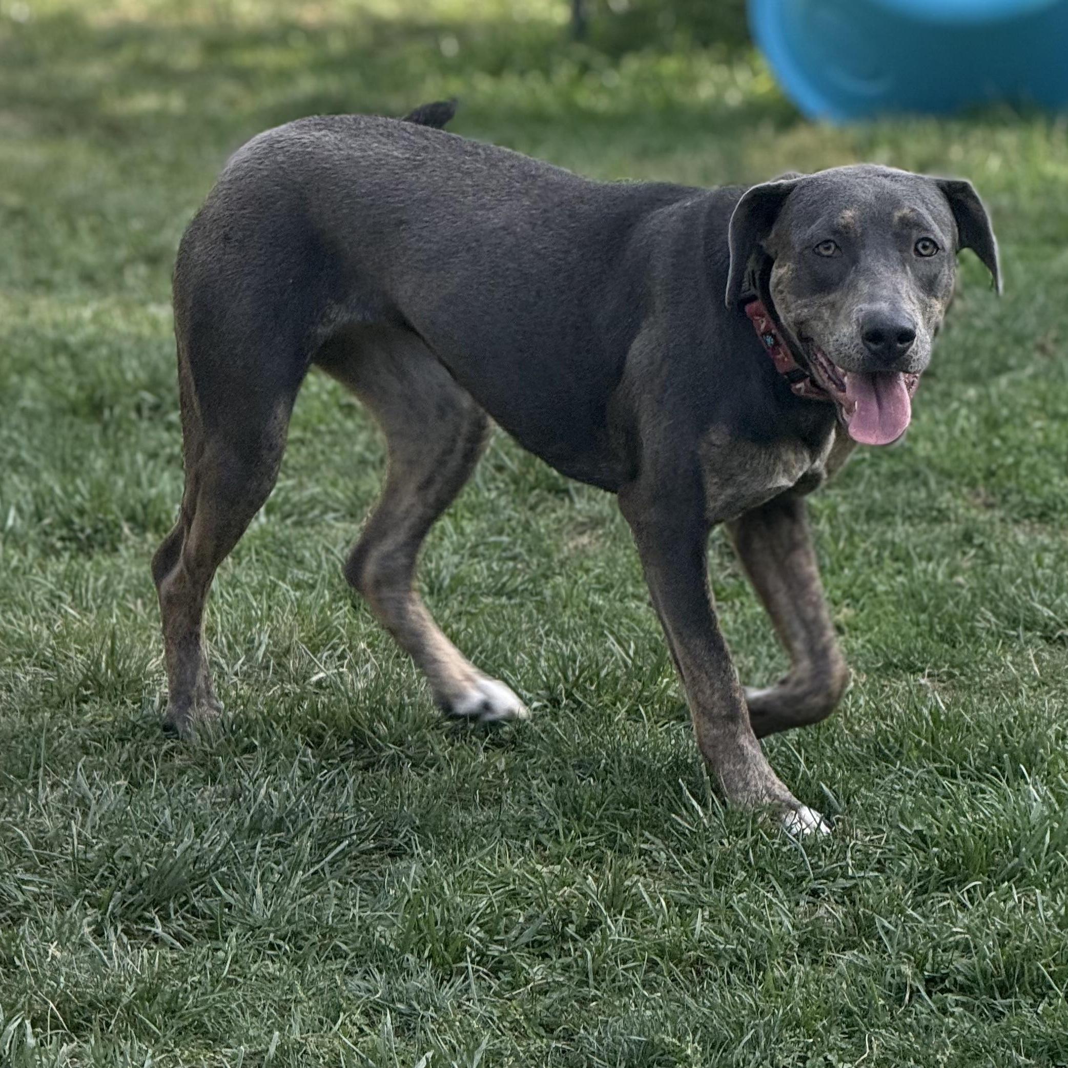 Piper, a ADOPTABLE mixed breed in Cleveland, OH image 3/6