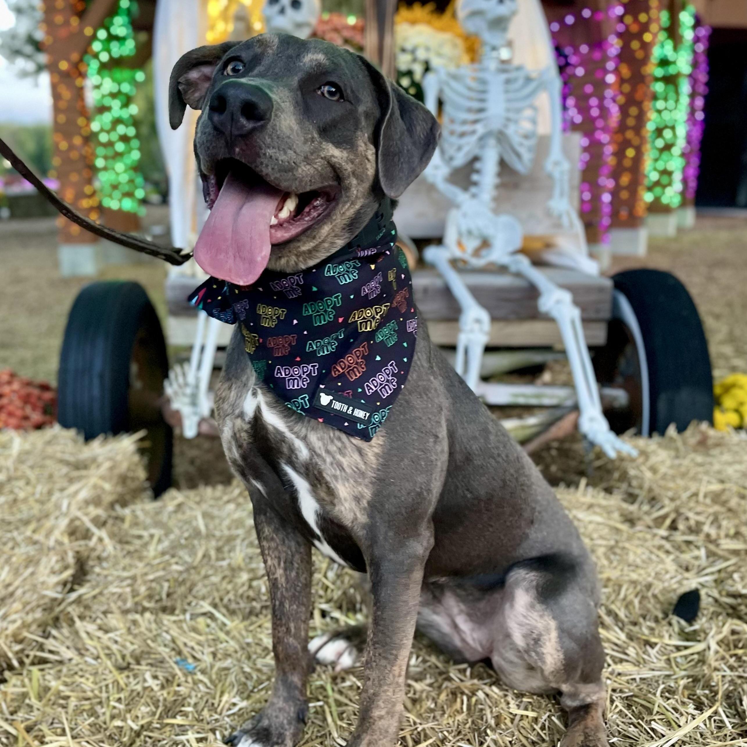 Piper, a ADOPTABLE mixed breed in Cleveland, OH image 6/6