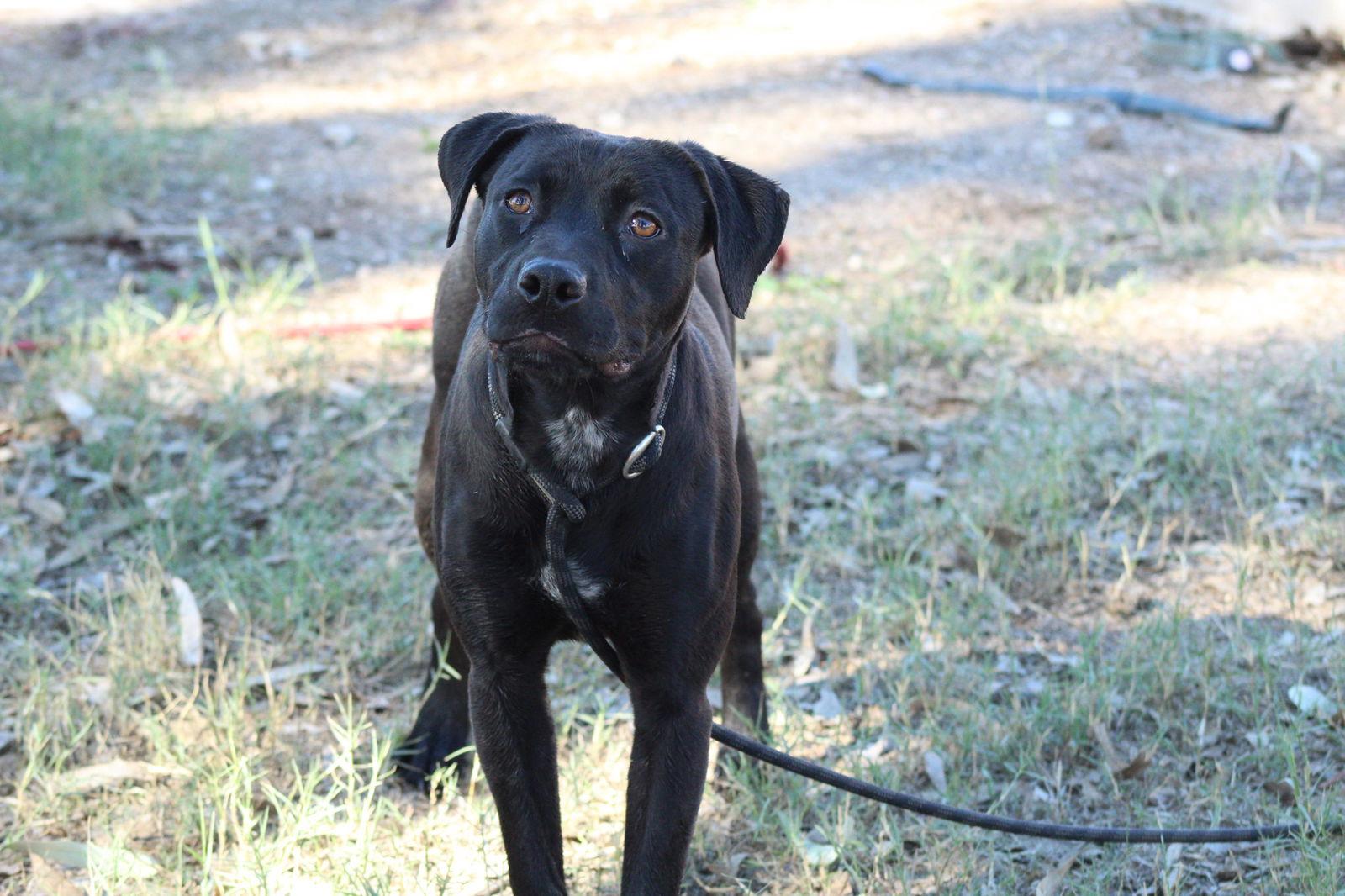 Tia, Adoptable, Young Female Pit Bull Terrier.