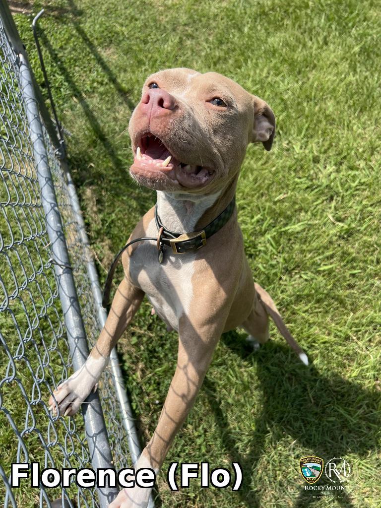 Enlarge Florence (Flo), a Adoptable Pit Bull Terrier in Rocky Mount, NC image 1/1