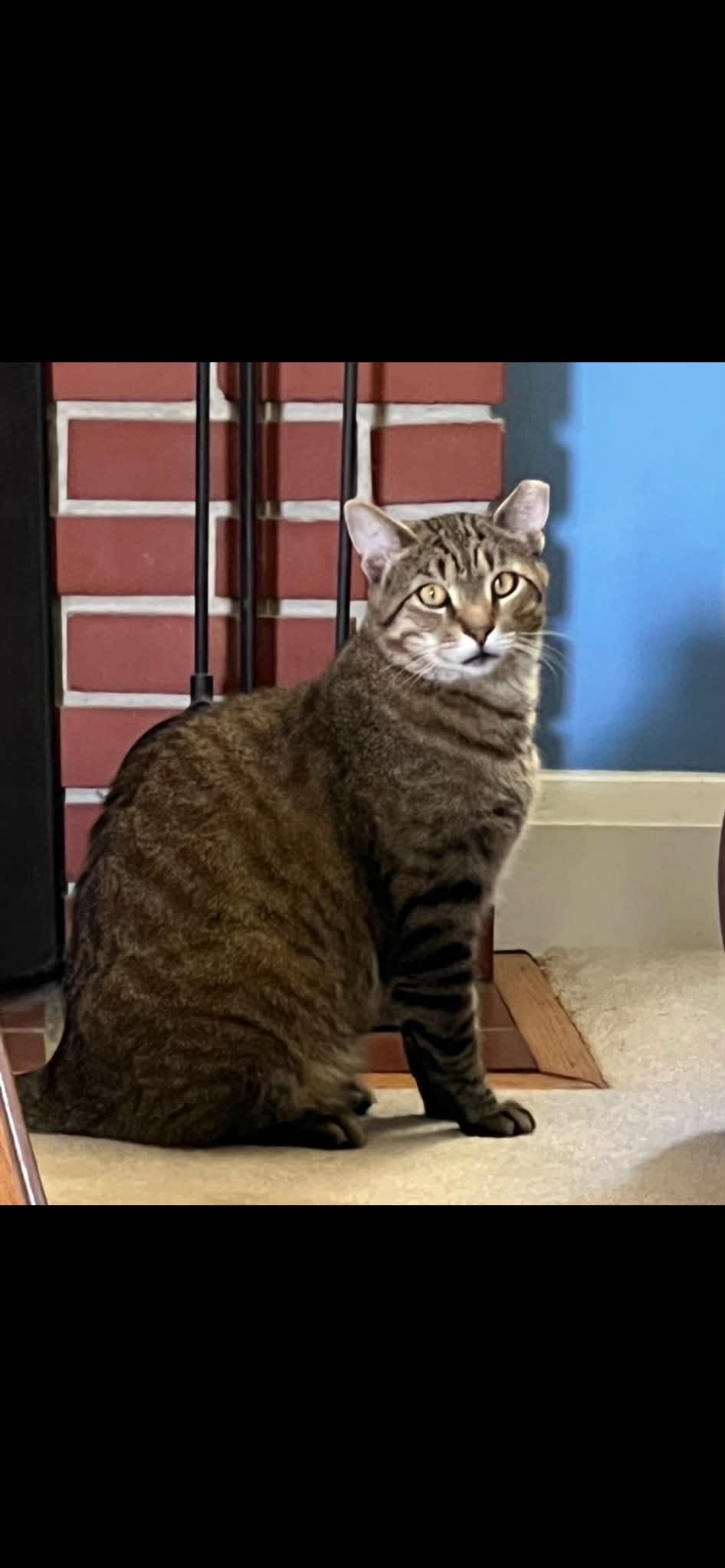 Pepper, ADOPTABLE, Adult Male American Shorthair.