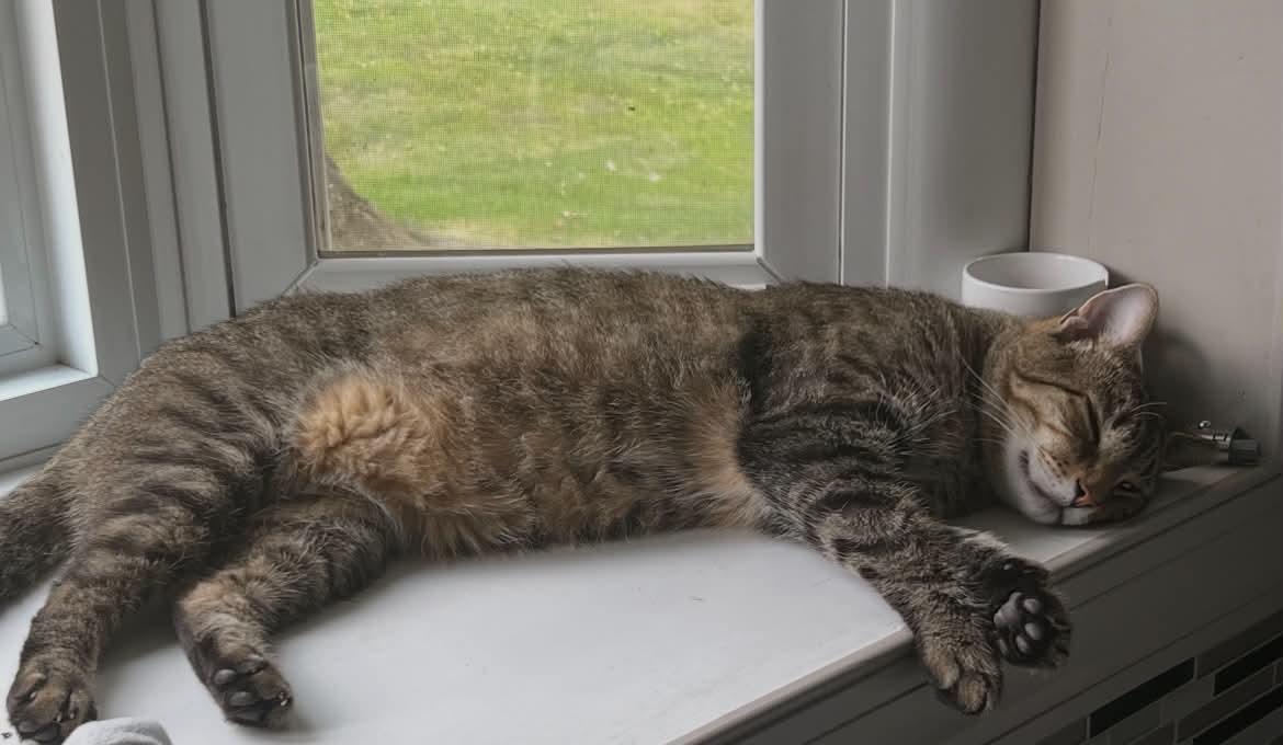 Enlarge Pepper, a ADOPTABLE American Shorthair in Baltimore, MD image 2/3