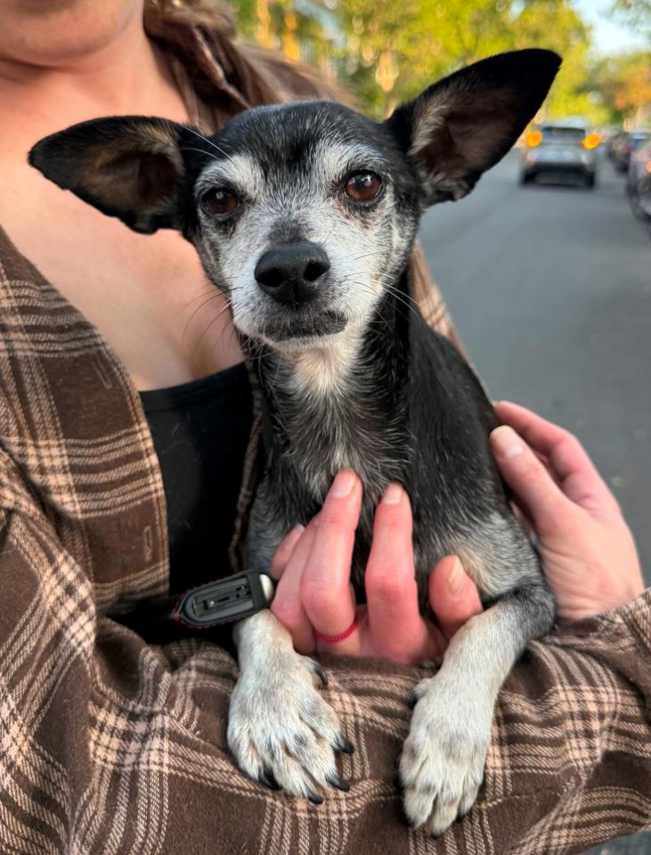 Baxter, ADOPTABLE, Senior Male Chihuahua.