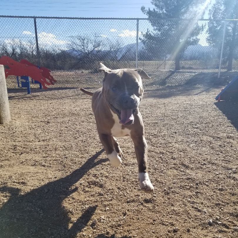 Dog for adoption Pudgy, a Boxer & Pit Bull Terrier Mix in Sierra