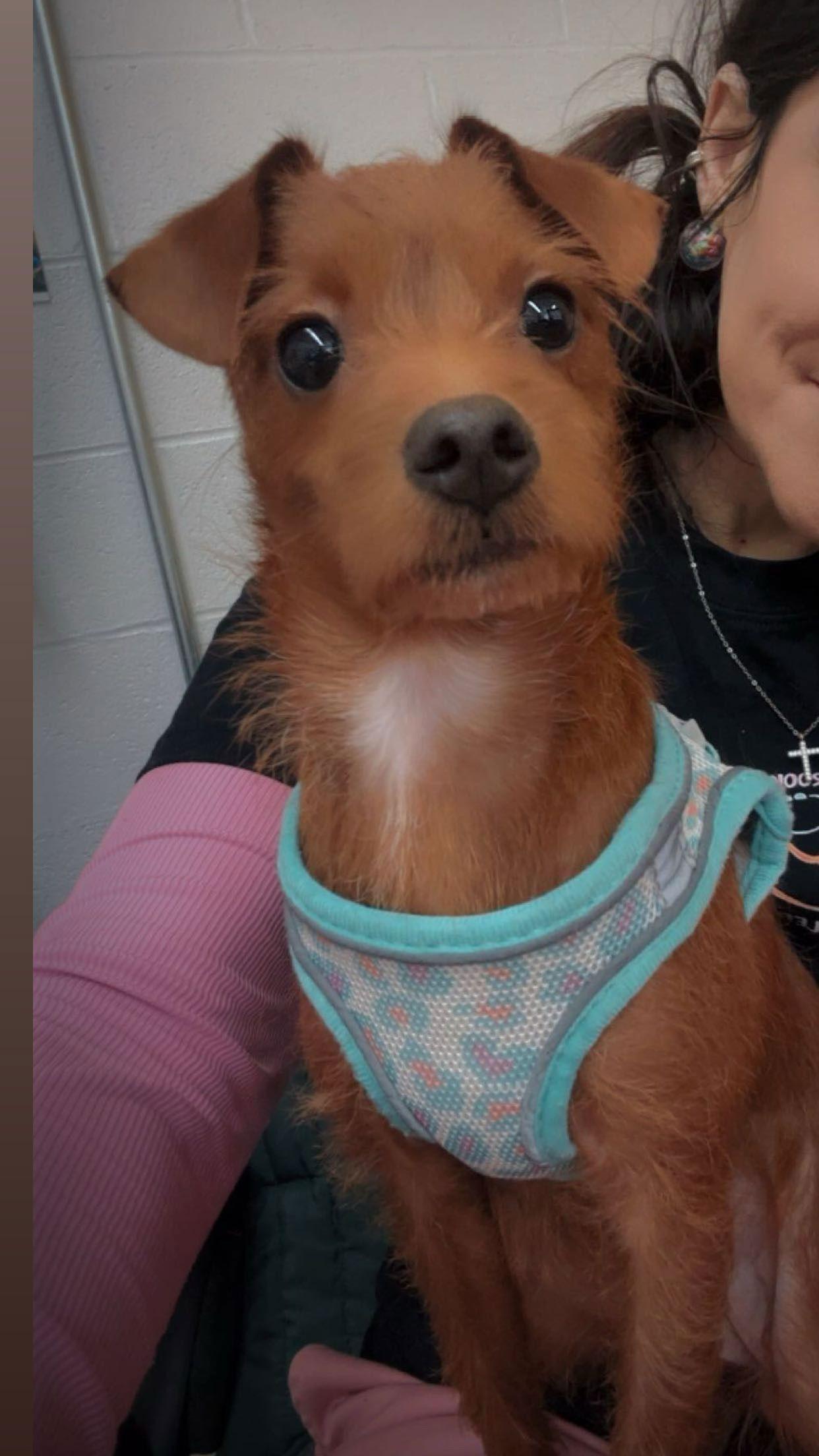 Betty, a Adopted mixed breed in York, SC image 1/3