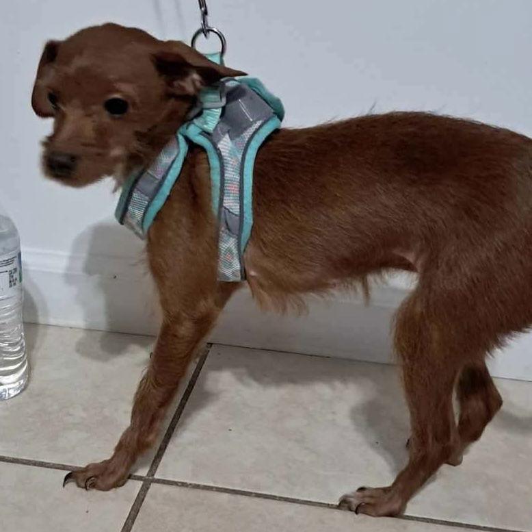 Betty, a Adopted mixed breed in York, SC image 2/3