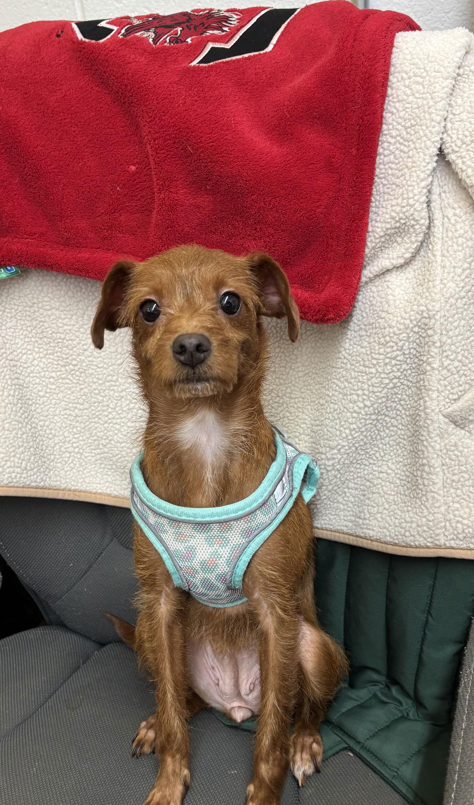 Betty, a Adopted mixed breed in York, SC image 3/3