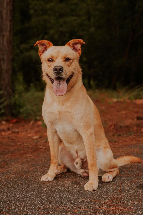 26-02-0531 Tator Tot, Adoptable, Adult Male Pit Bull Terrier.