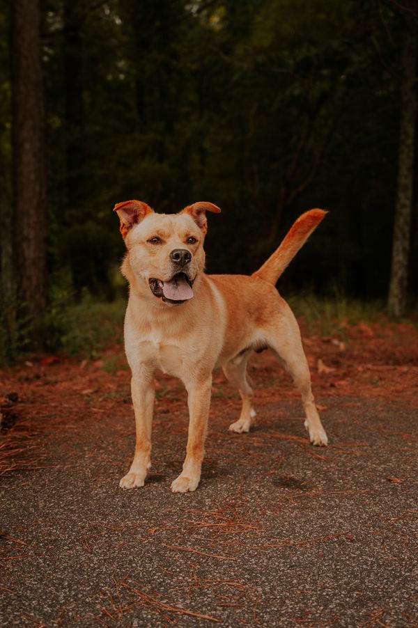 Enlarge 26-02-0531 Tator Tot, a Adoptable mixed breed in Dallas, GA image 2/6
