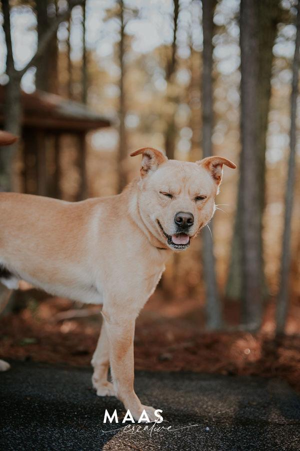 Enlarge 26-02-0531 Tator Tot, a Adoptable mixed breed in Dallas, GA image 3/6