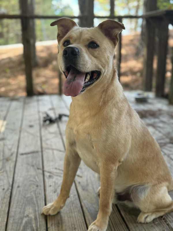 Enlarge 26-02-0531 Tator Tot, a Adoptable mixed breed in Dallas, GA image 4/6