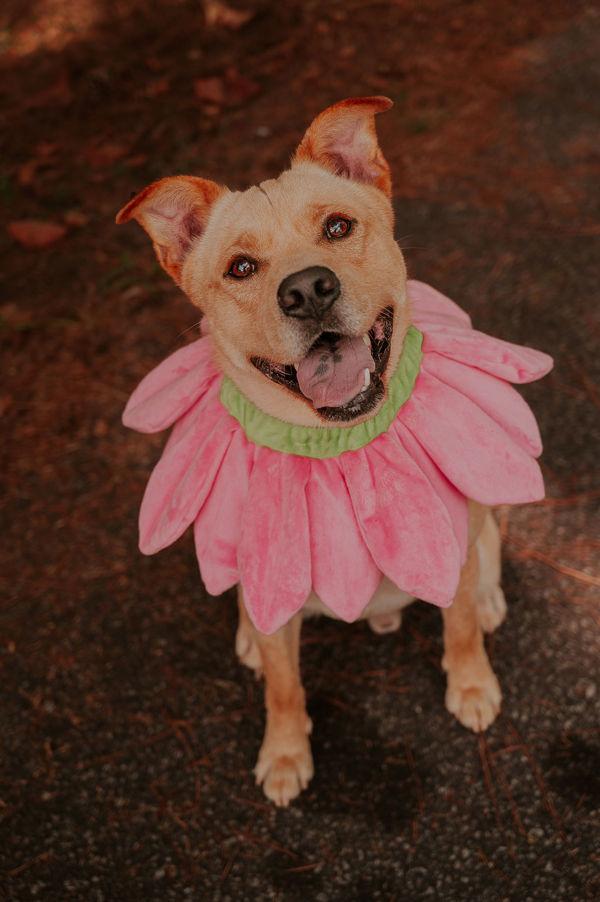 Enlarge 26-02-0531 Tator Tot, a Adoptable mixed breed in Dallas, GA image 5/6