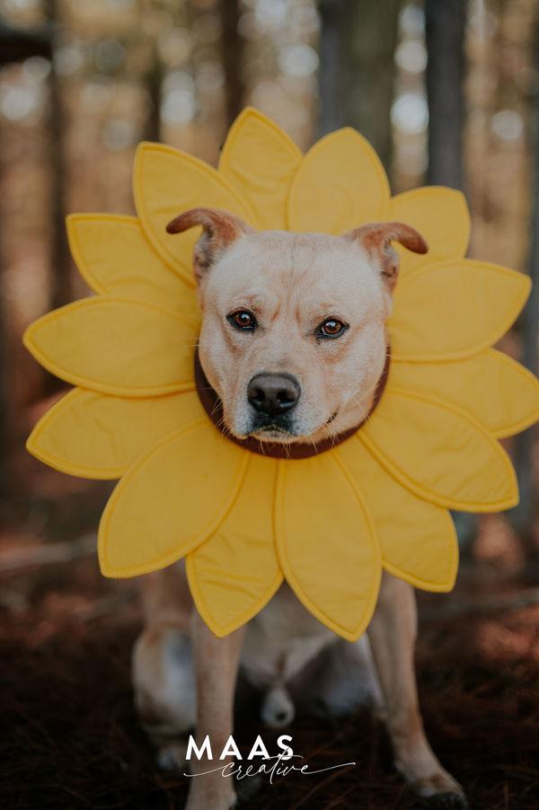 Enlarge 26-02-0531 Tator Tot, a Adoptable mixed breed in Dallas, GA image 6/6