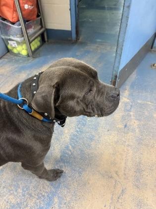 Drake, ADOPTABLE, Adult Male Weimaraner & Cane Corso.