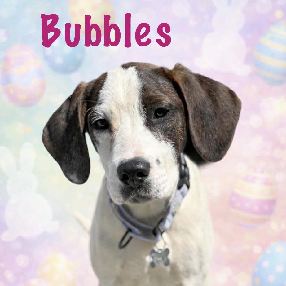 Bubbles, Adoptable, Puppy Female Terrier & Spaniel.