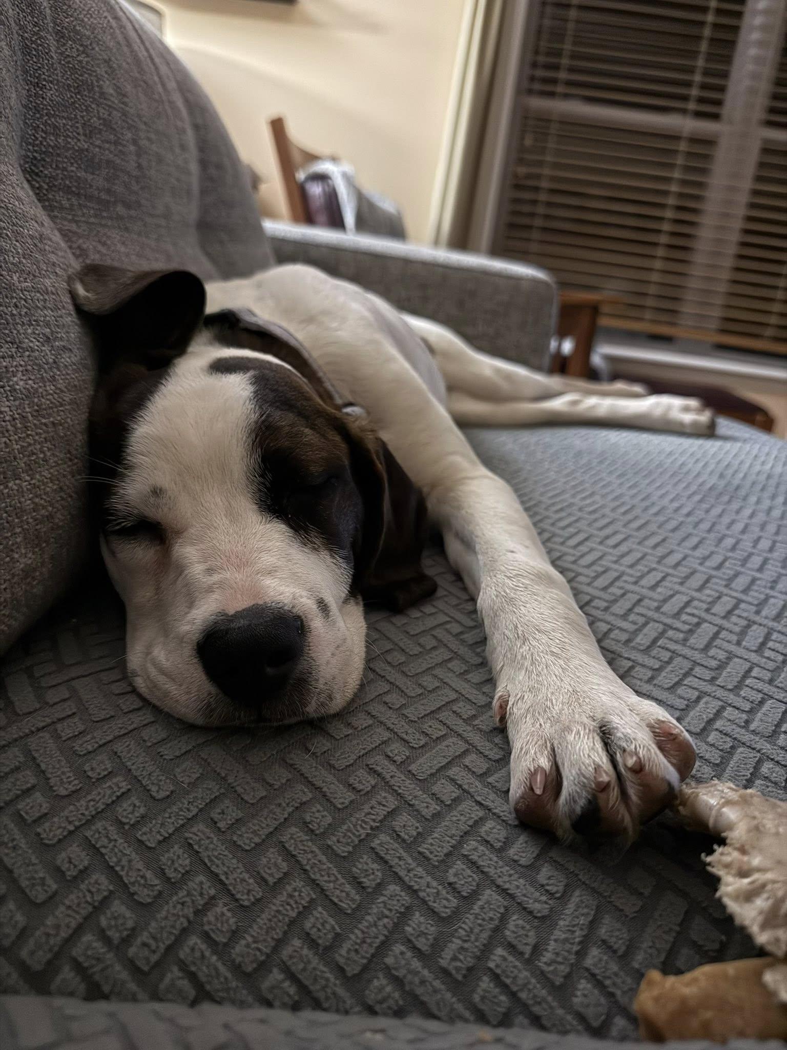 Enlarge Bubbles, a Adoptable mixed breed in Albany, NY image 2/5