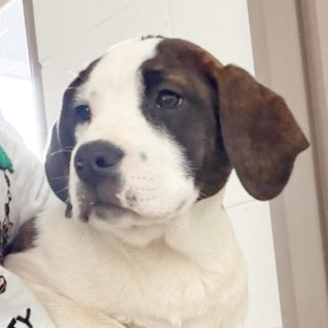 Enlarge Bubbles, a Adoptable mixed breed in Albany, NY image 5/5