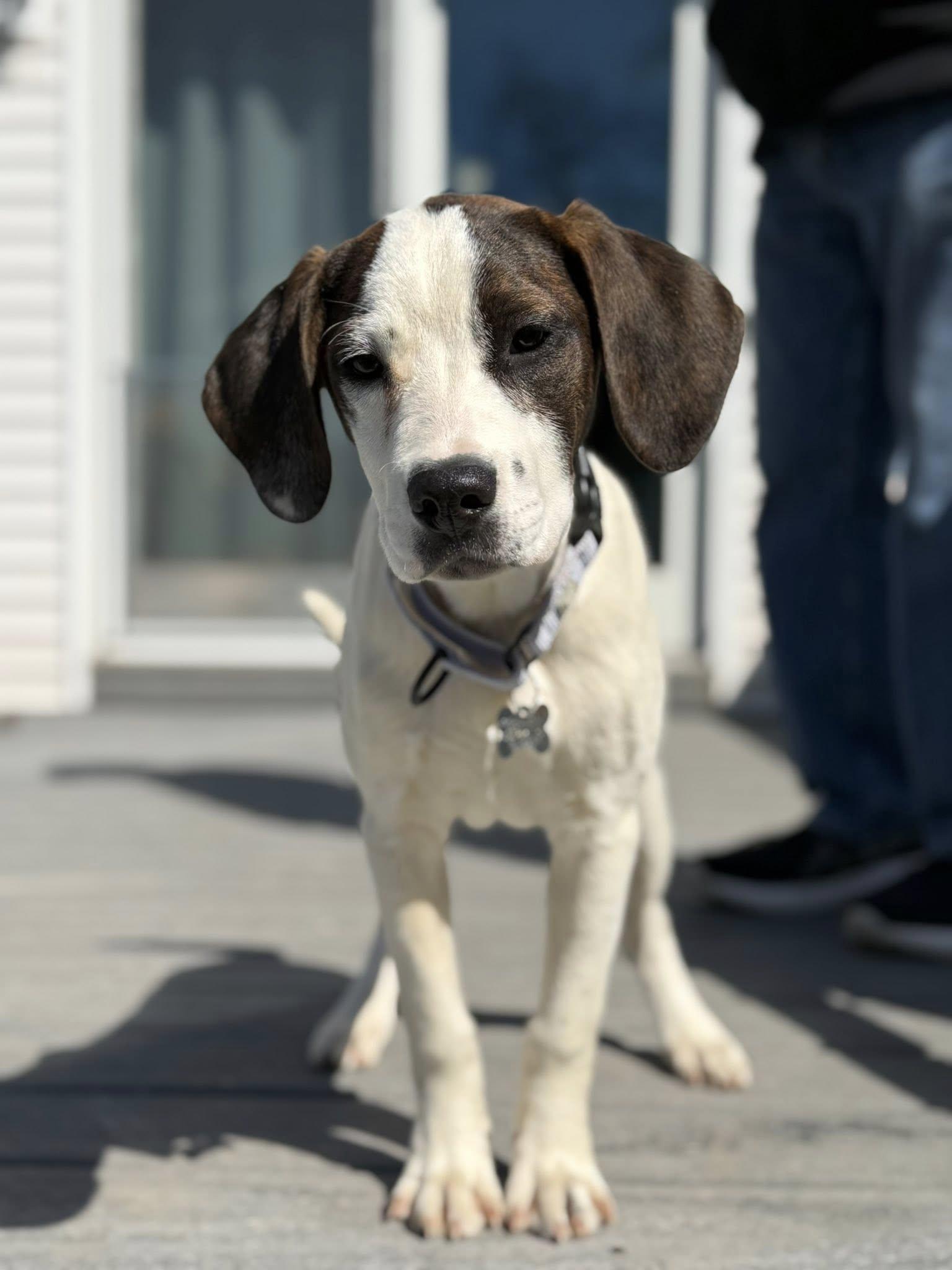 Enlarge Bubbles, a Adoptable mixed breed in Albany, NY image 3/5