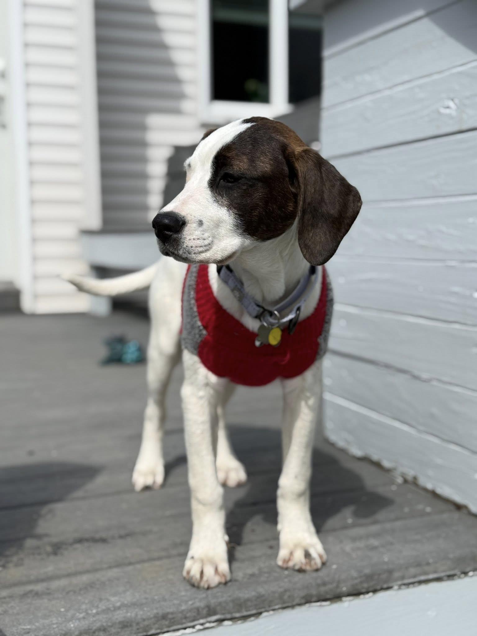 Enlarge Bubbles, a Adoptable mixed breed in Albany, NY image 4/5