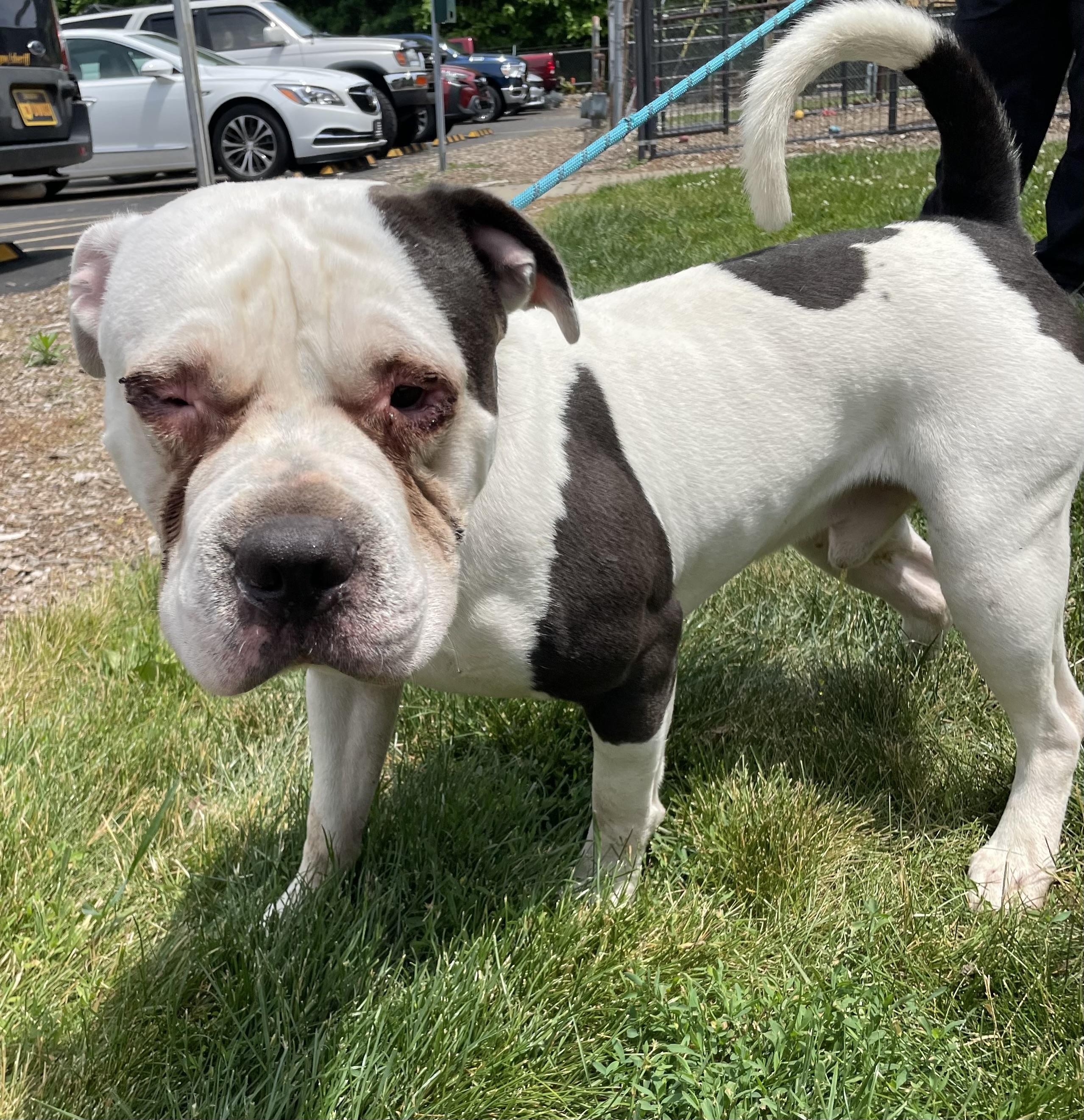 Vince AVAILABLE, a ADOPTABLE American Bully in Canton, OH image 3/4